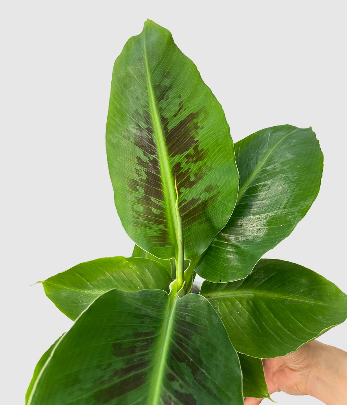Musa oriental dwarf
