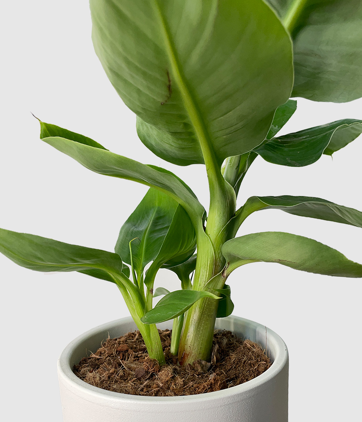 Musa oriental dwarf2