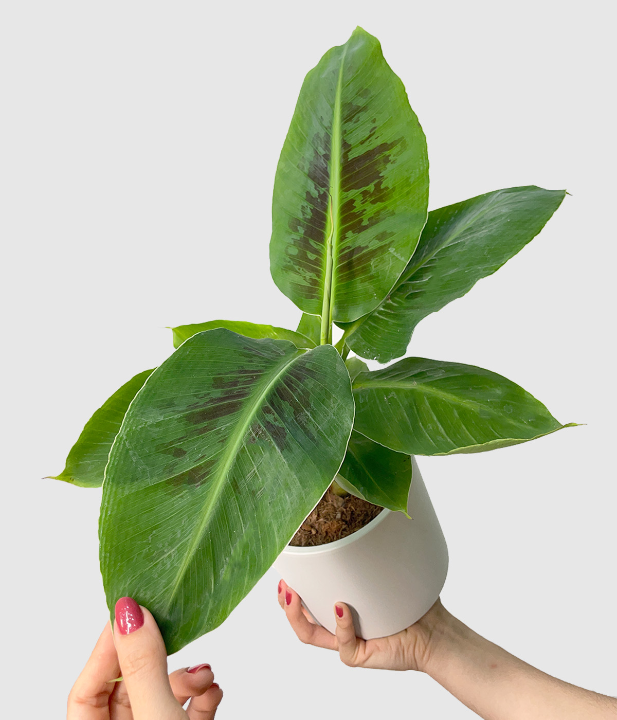 Musa oriental dwarf3