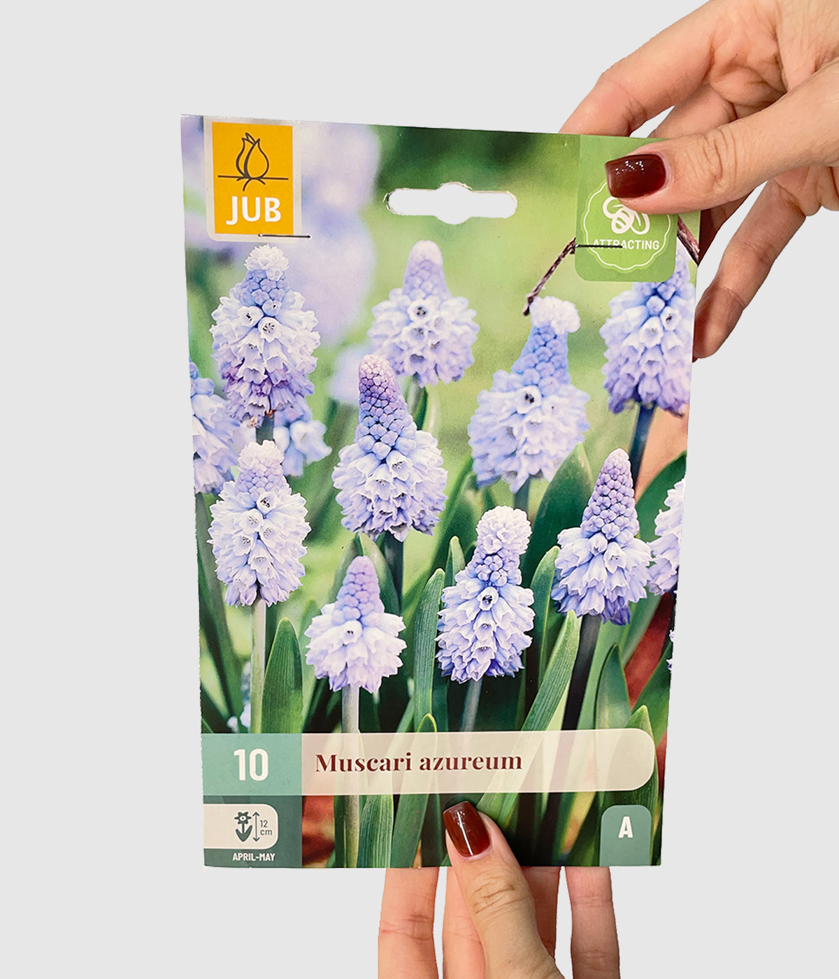 Muscari azureum