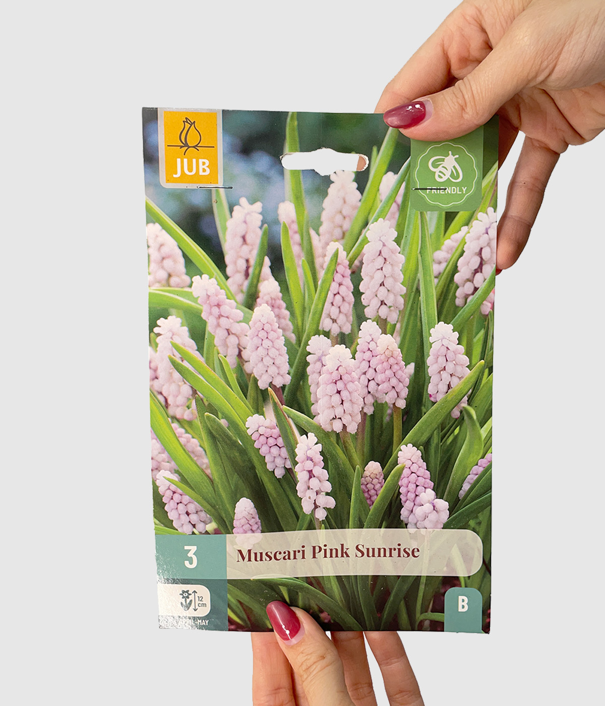 Muscari pink sunrise