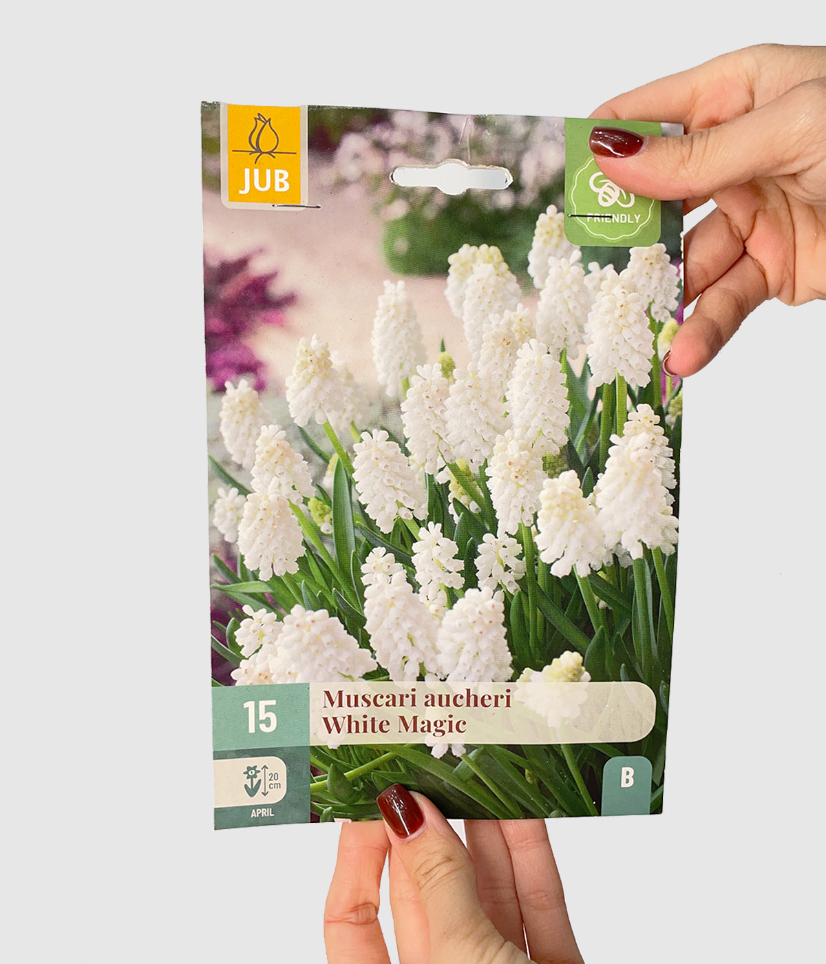 Muscari white magic
