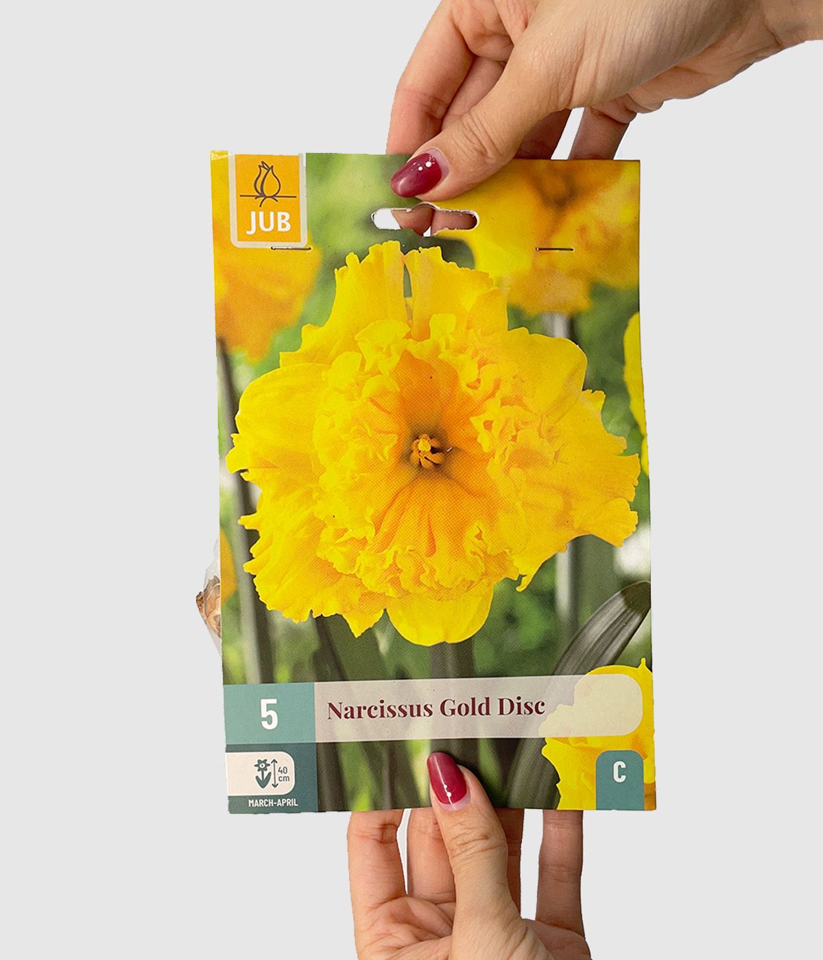 Narcissus gold disc