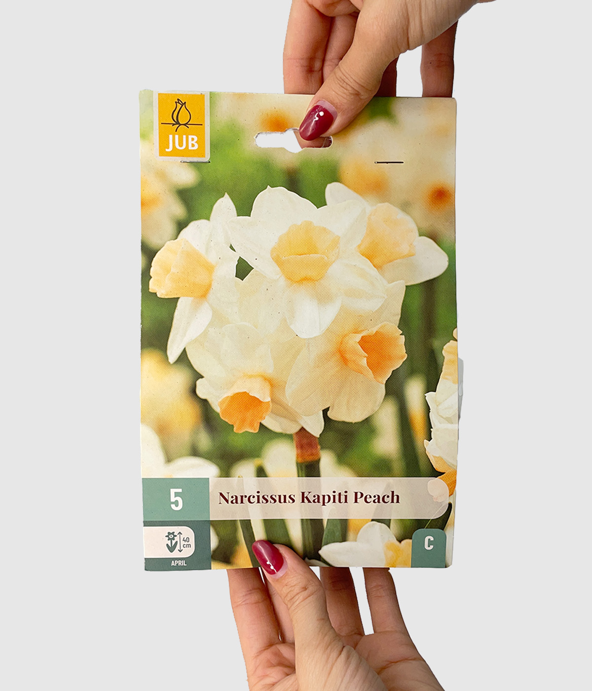 Narcissus kapiti peach