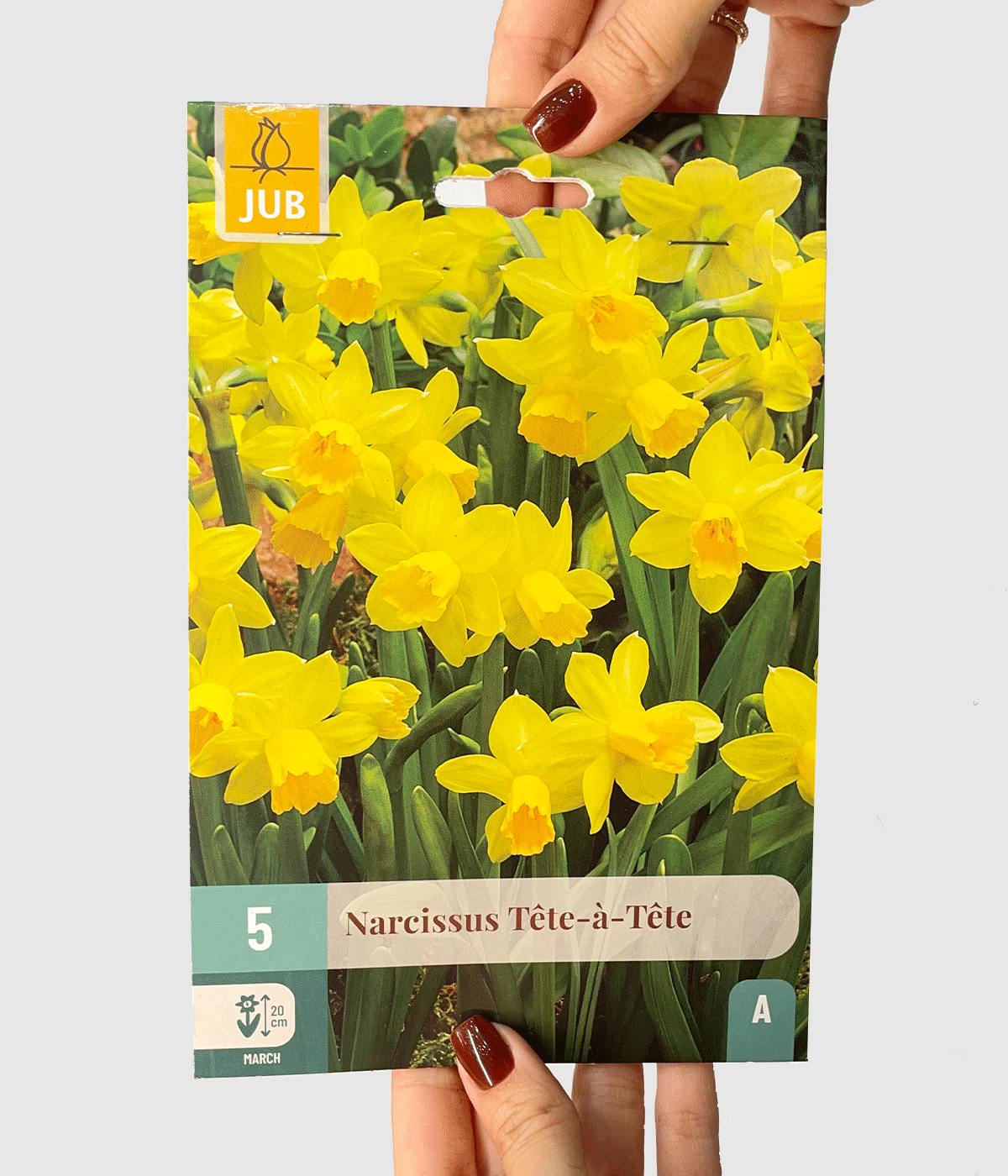 Narcissus tete a tete