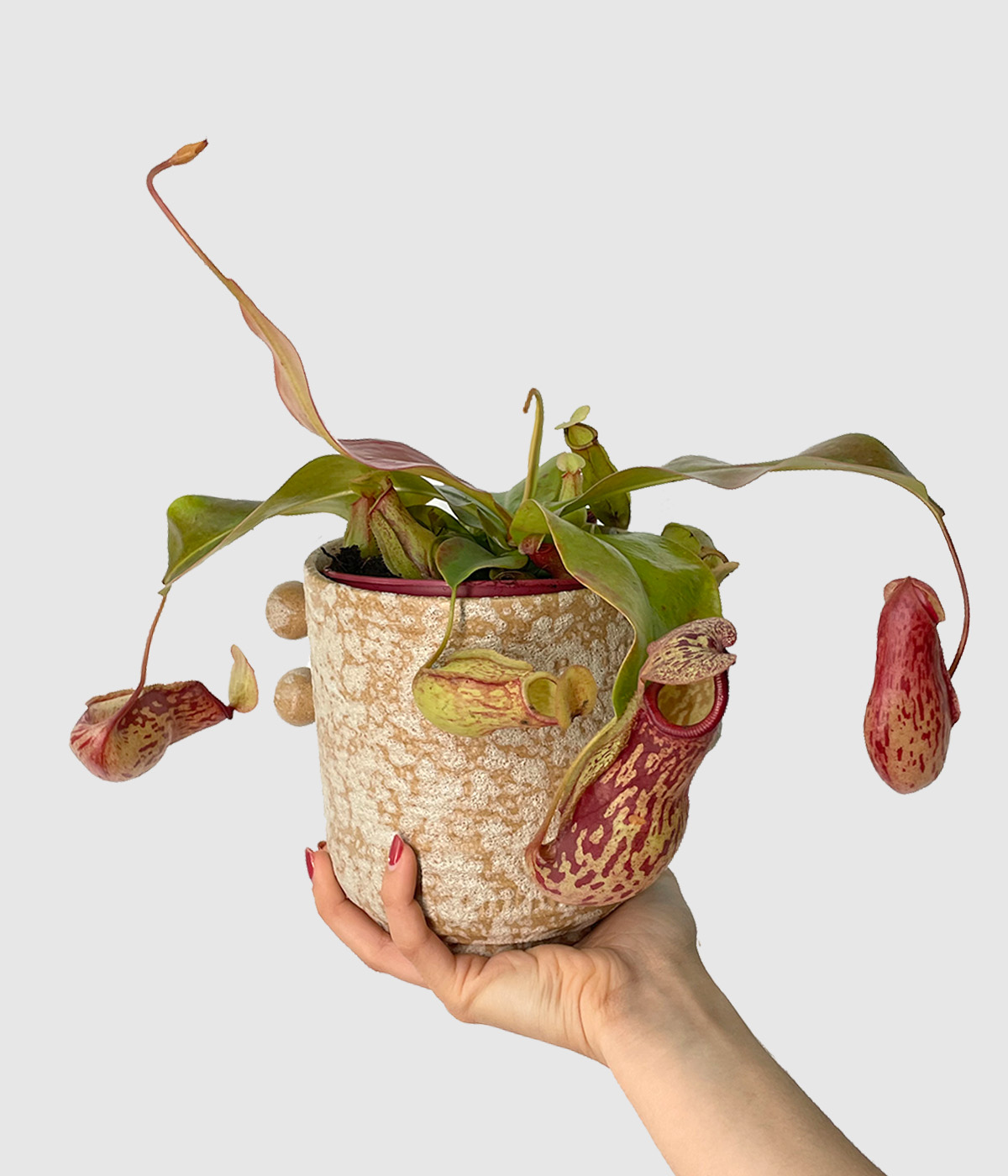 Nepenthes gaya