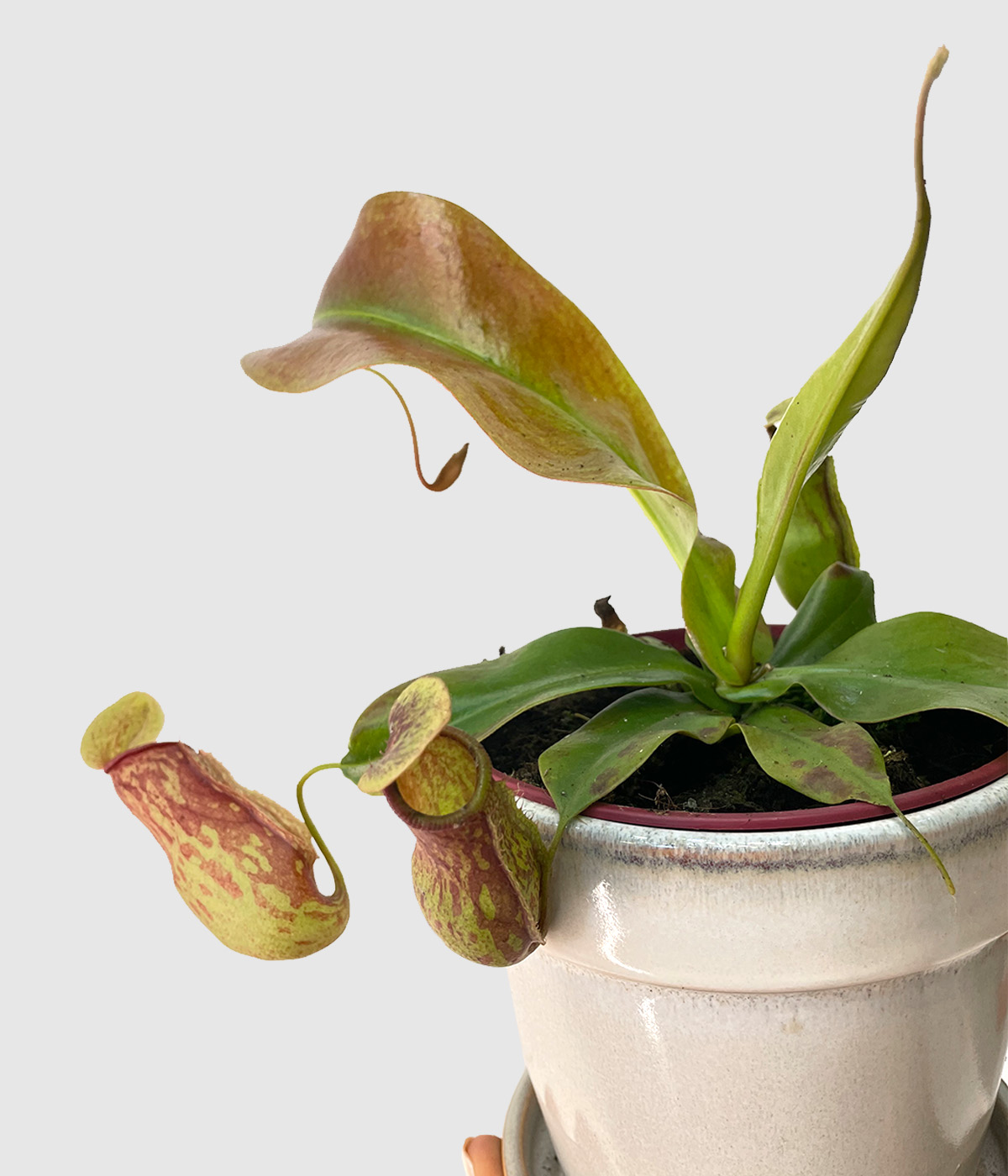 Nepenthes gaya