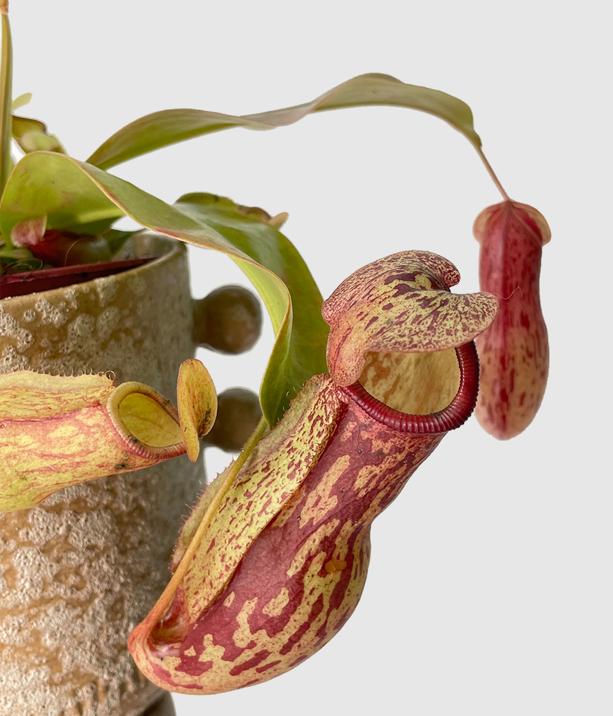 Nepenthes gaya2