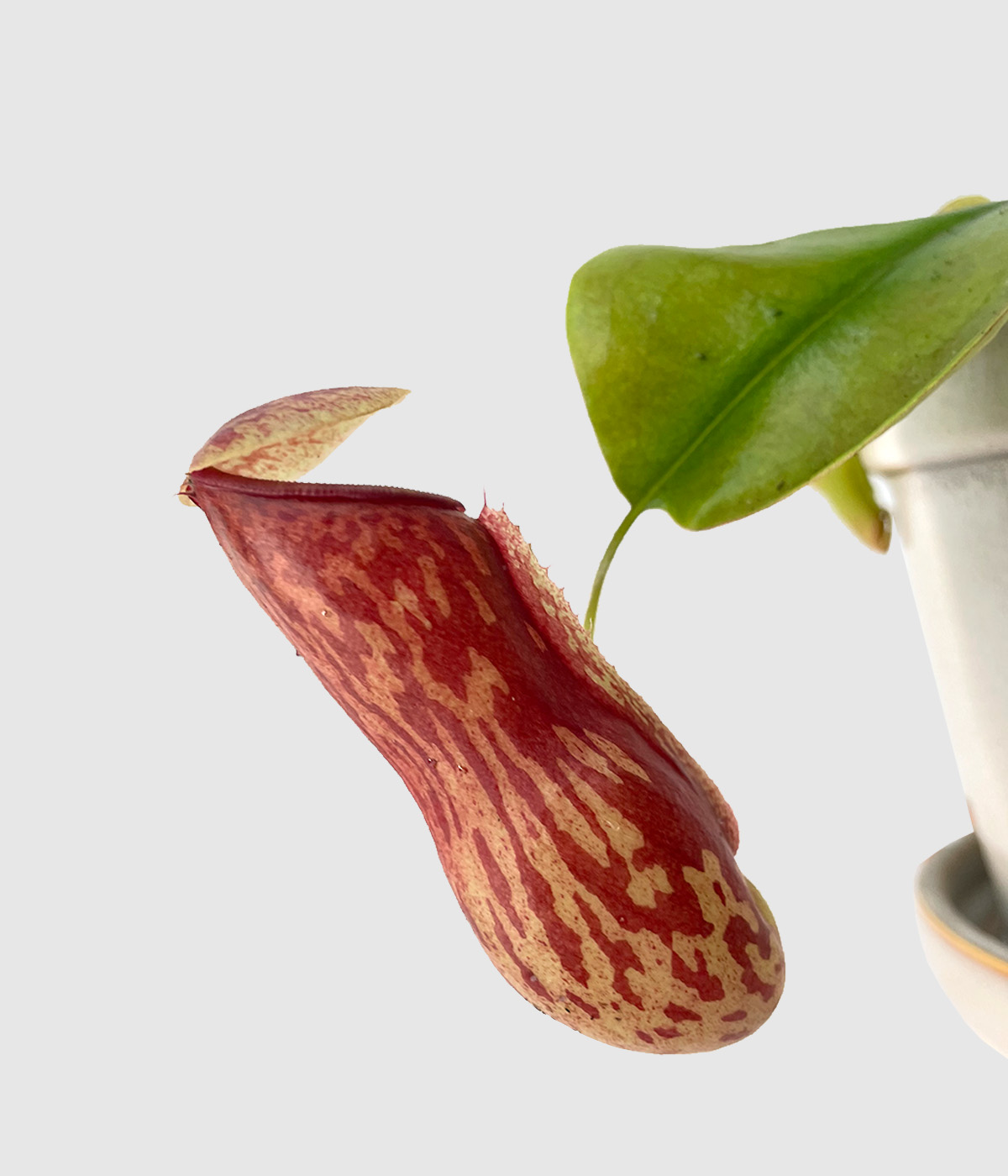 Nepenthes gaya3