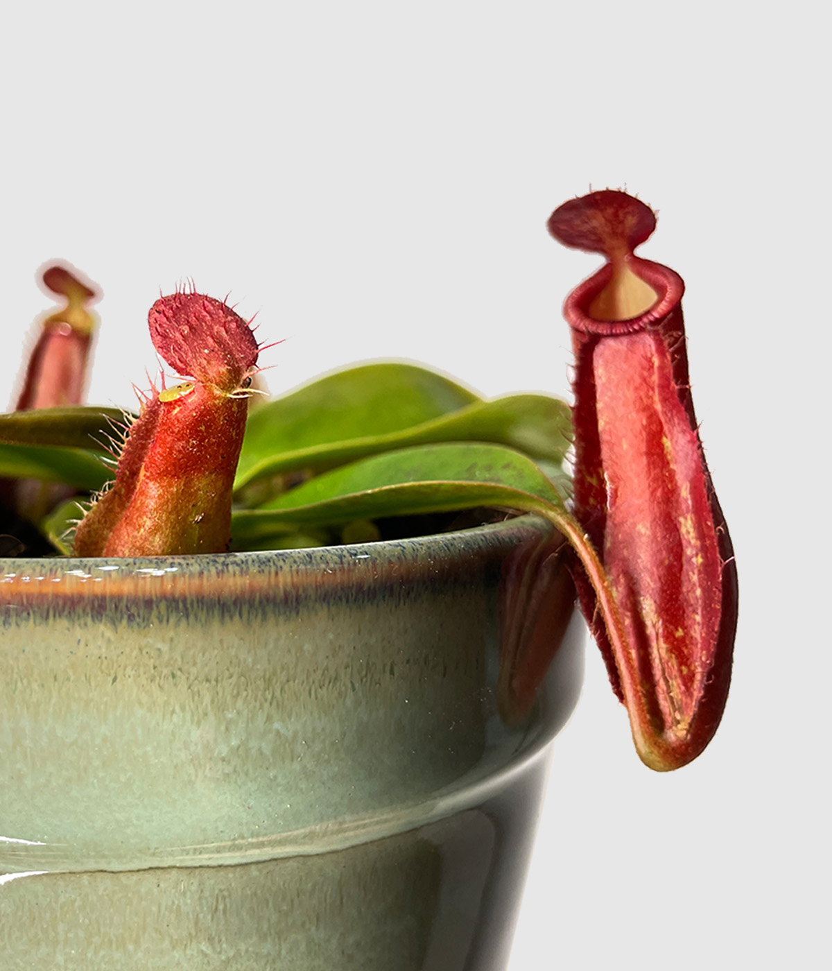 Nepenthes