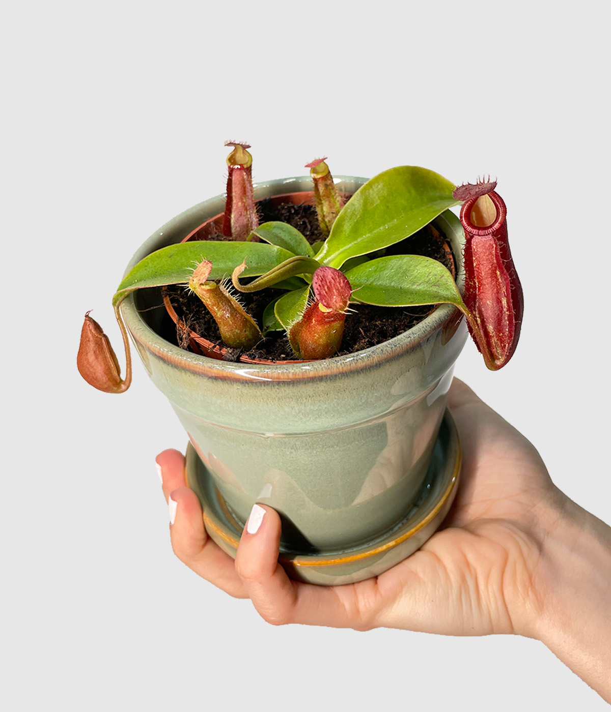 Nepenthes2