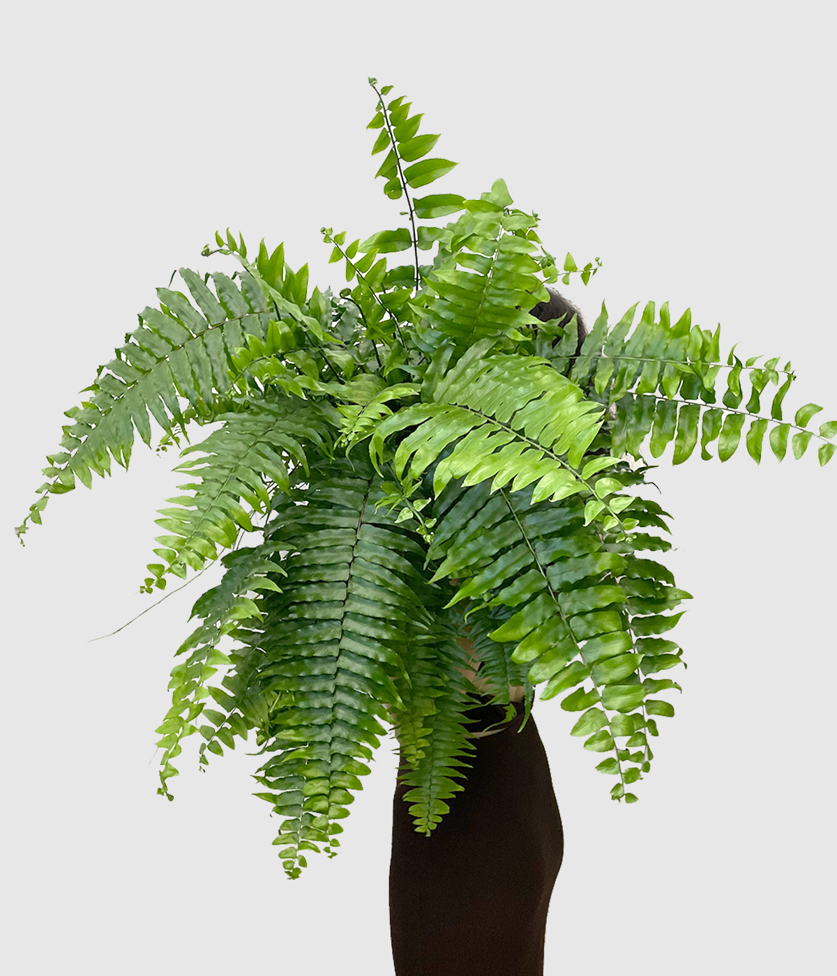 Nephrolepis macho2