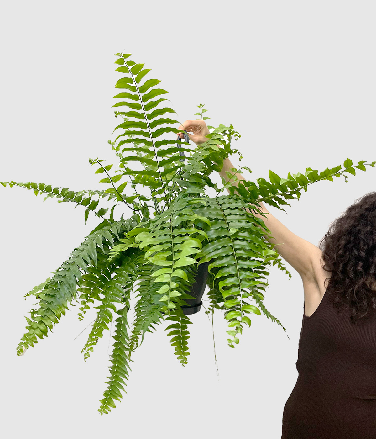 Nephrolepis macho3