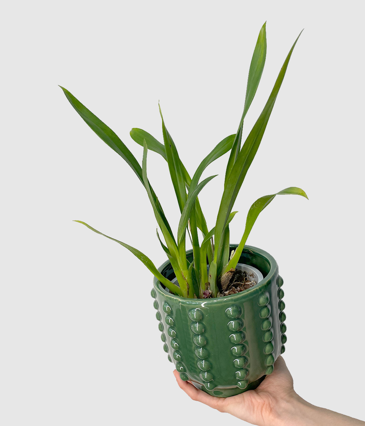 Orhideja oncidium