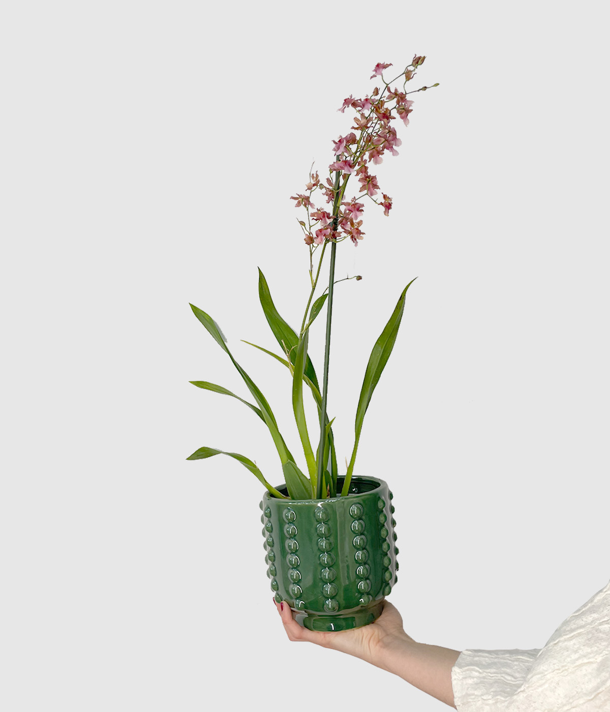 Orhideja oncidium