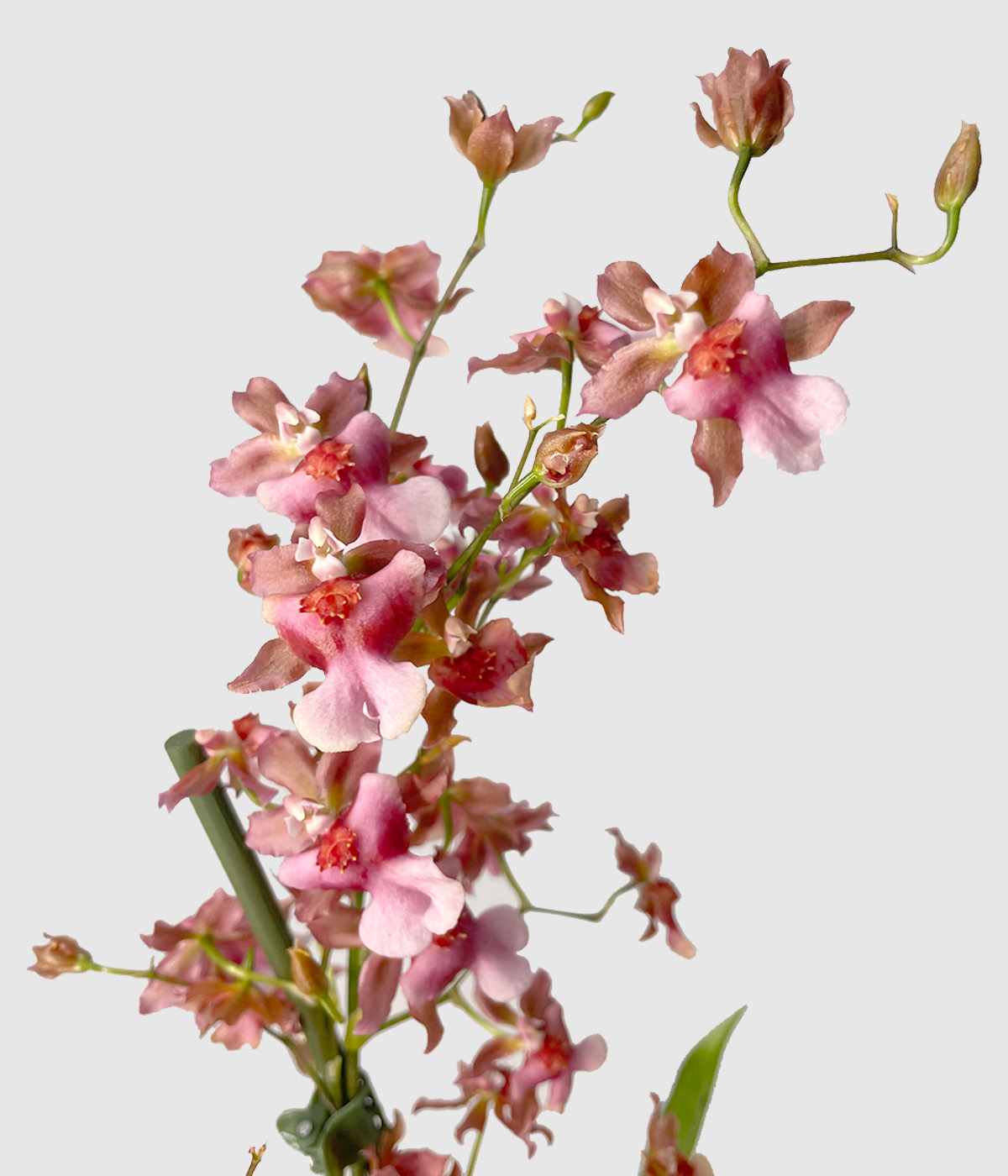 Orhideja oncidium2
