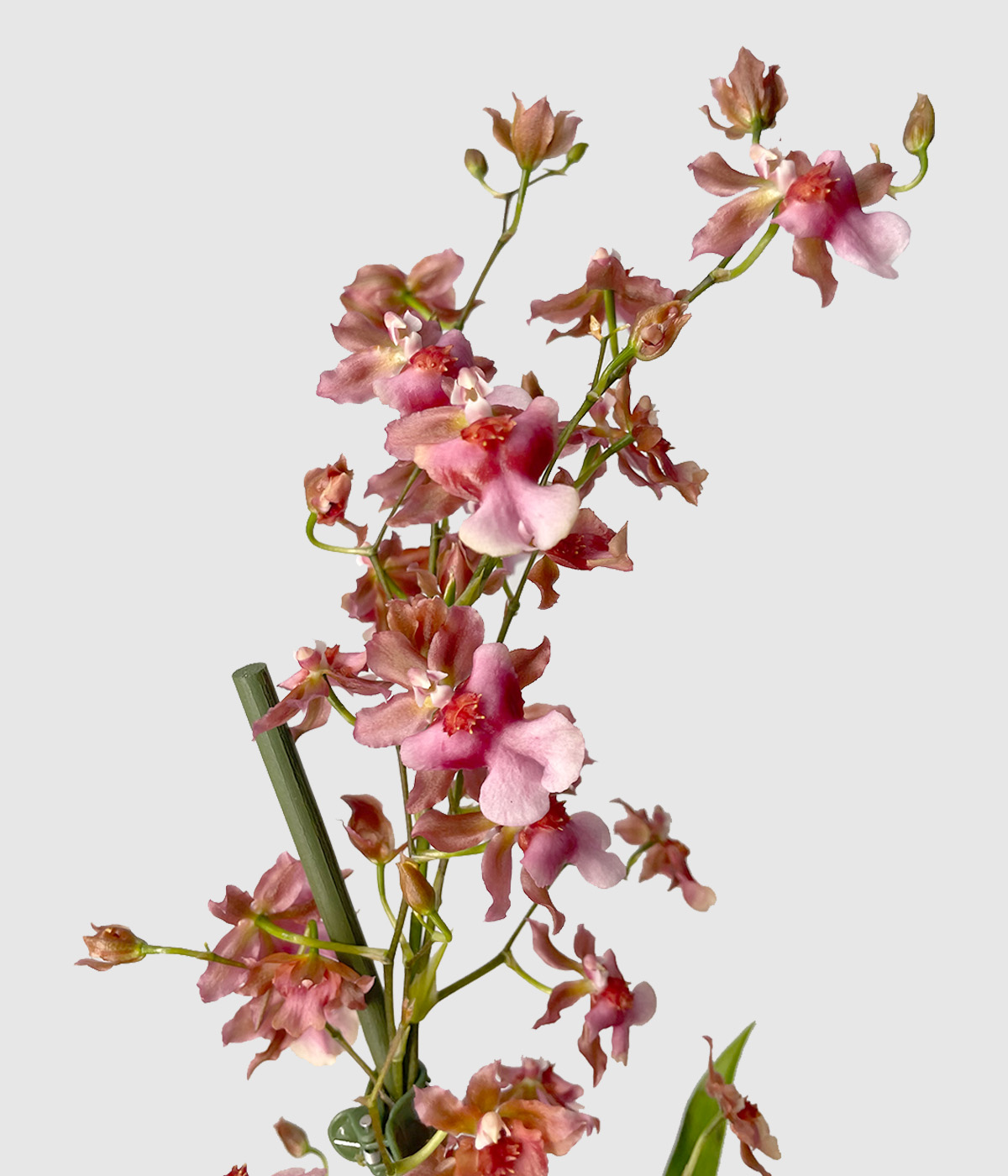 Orhideja oncidium3
