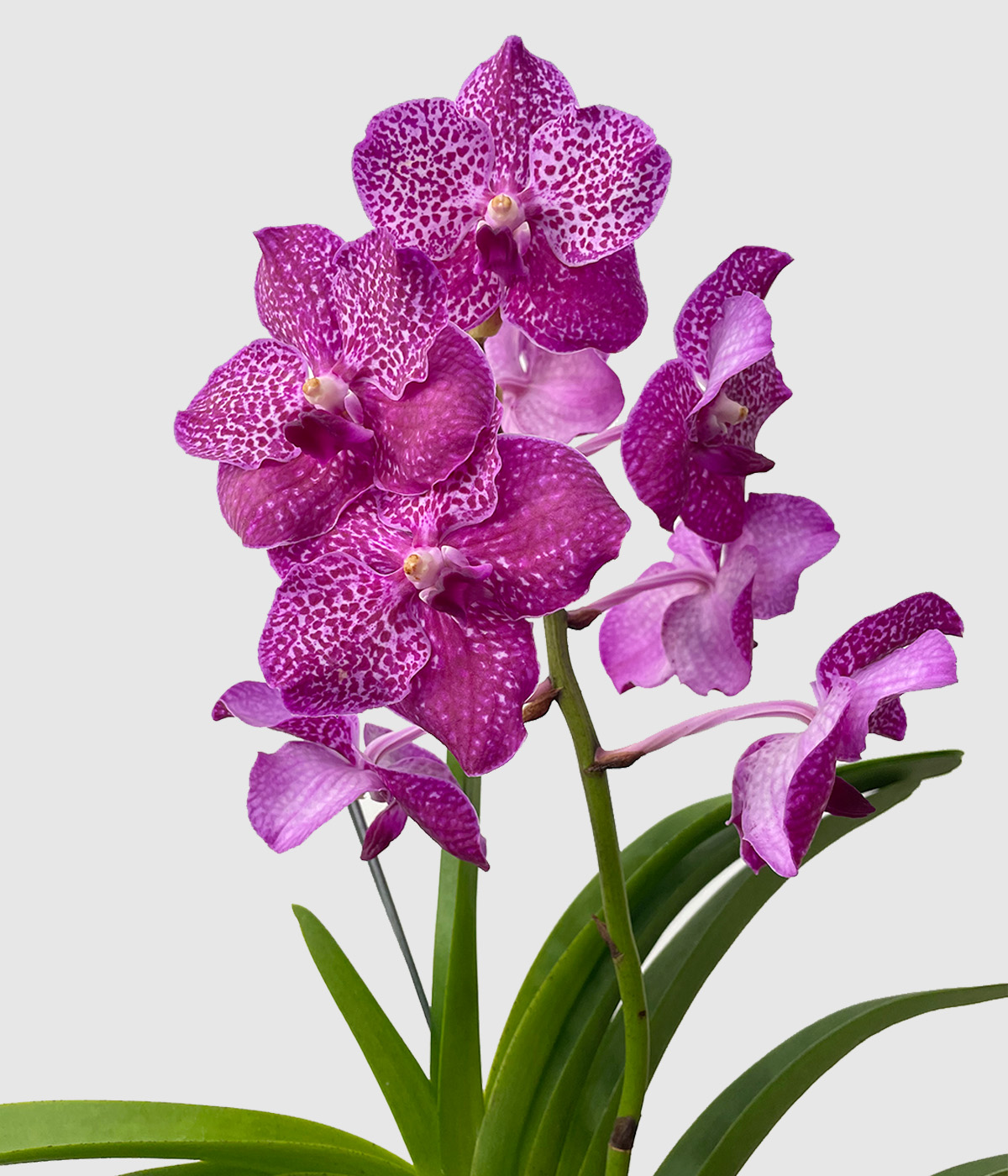 Orhideja vanda2