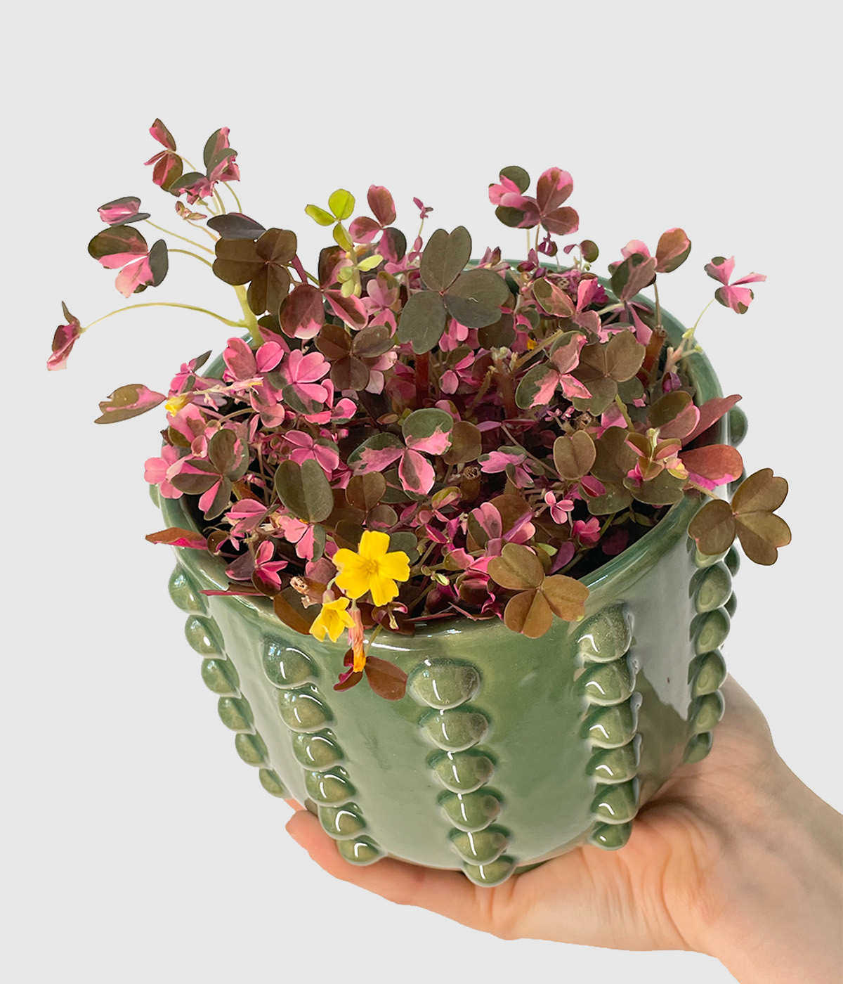 Oxalis roza2