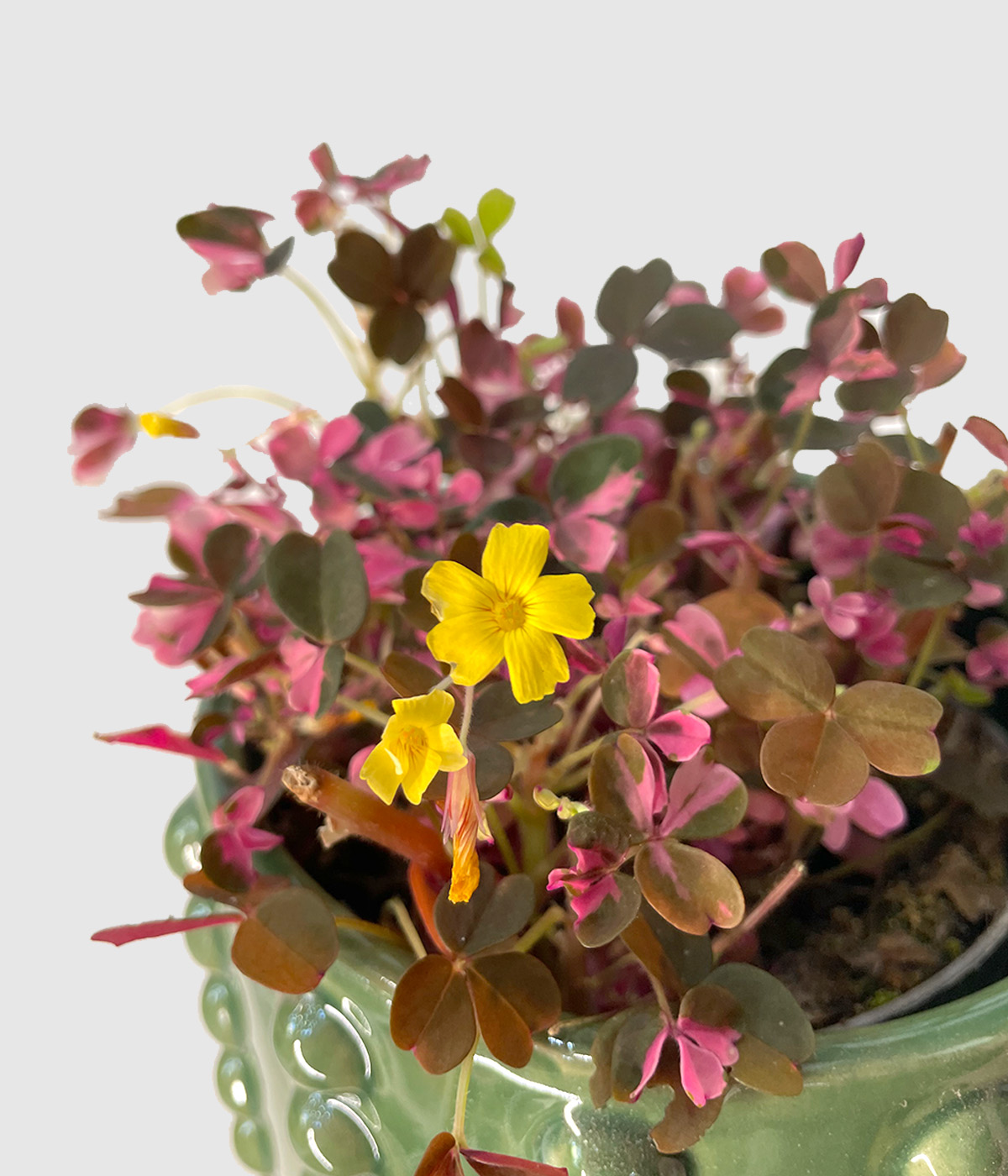 Oxalis roza4