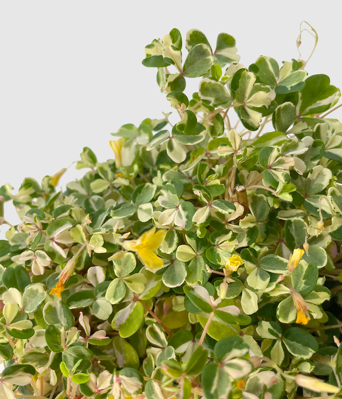 Oxalis zelen2