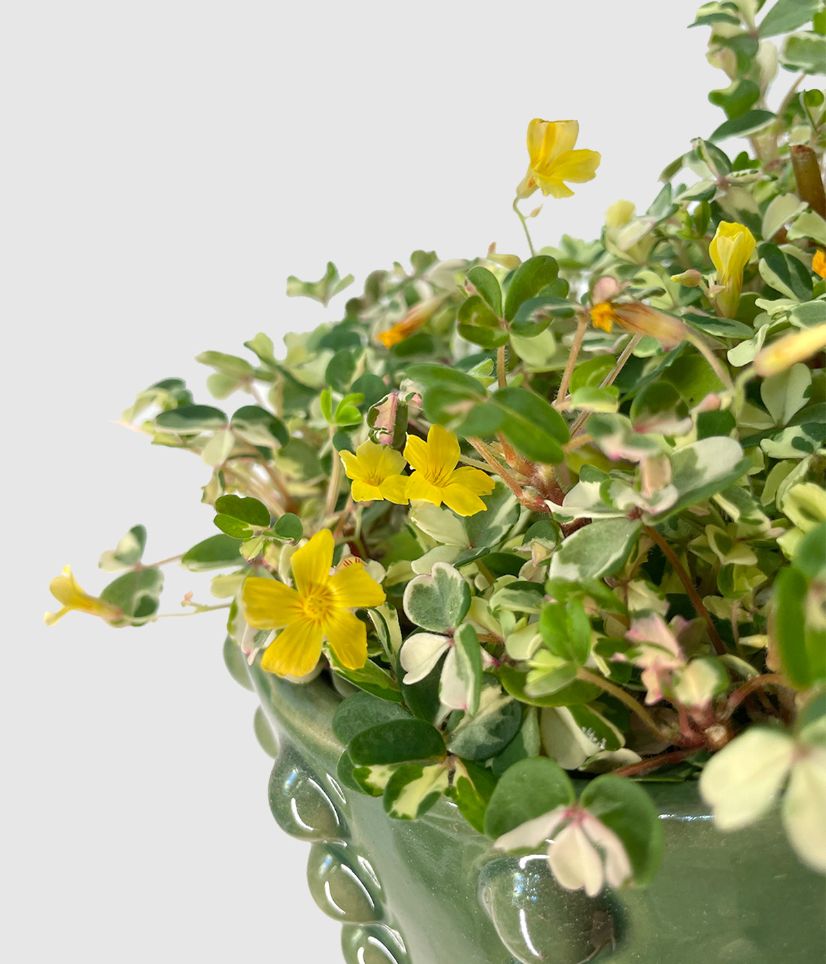 Oxalis zelen3