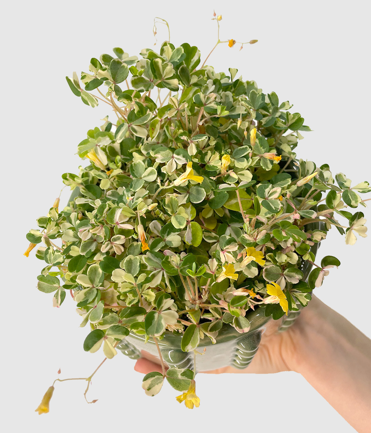 Oxalis zelen4
