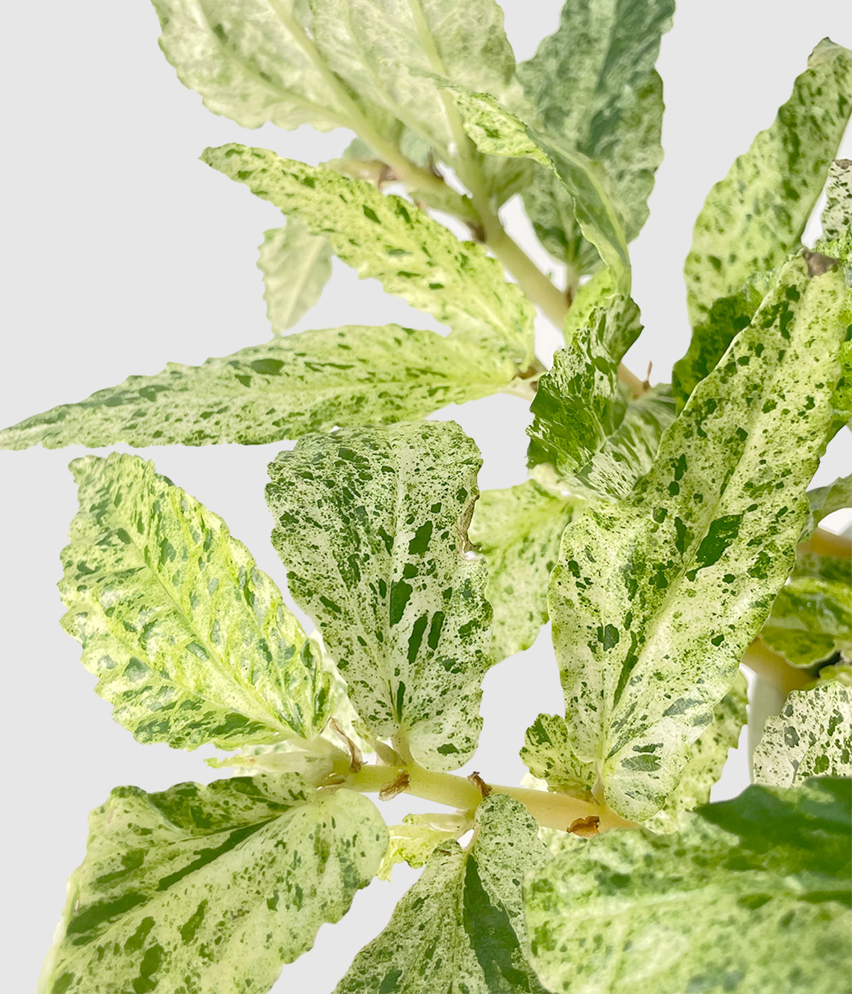 Pellionia repens variegata2