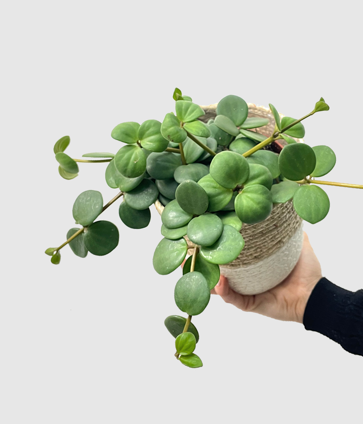 Peperomia hope