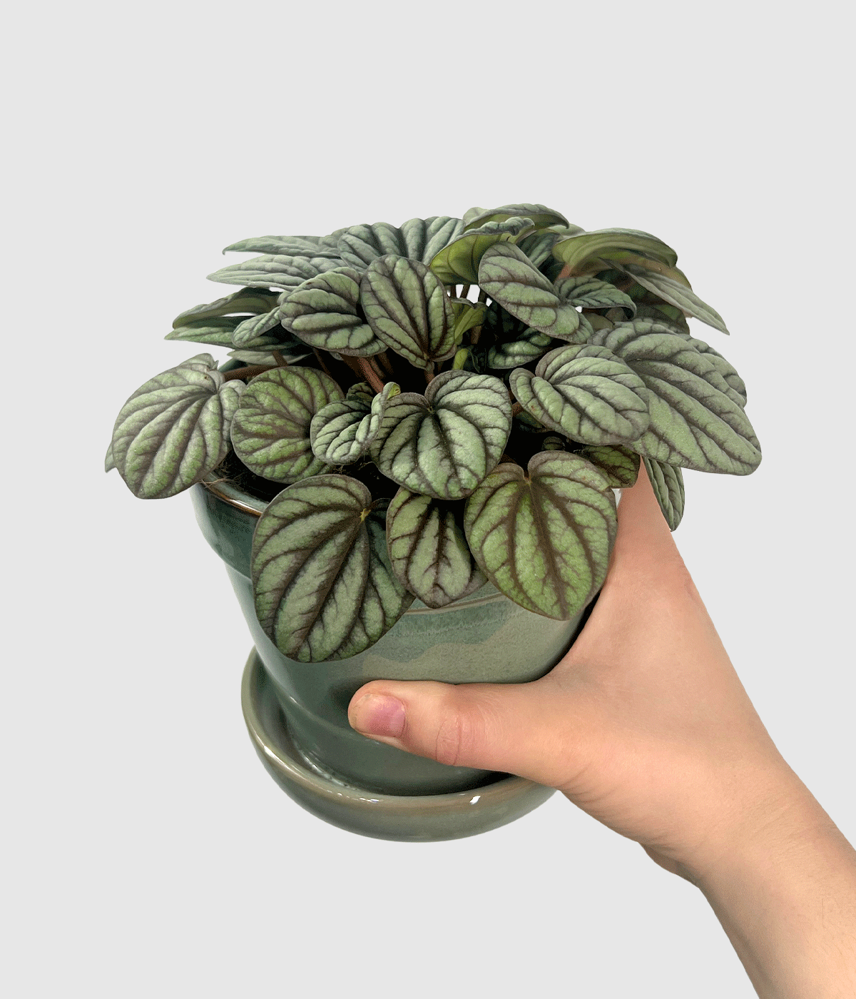 Peperomia mystery