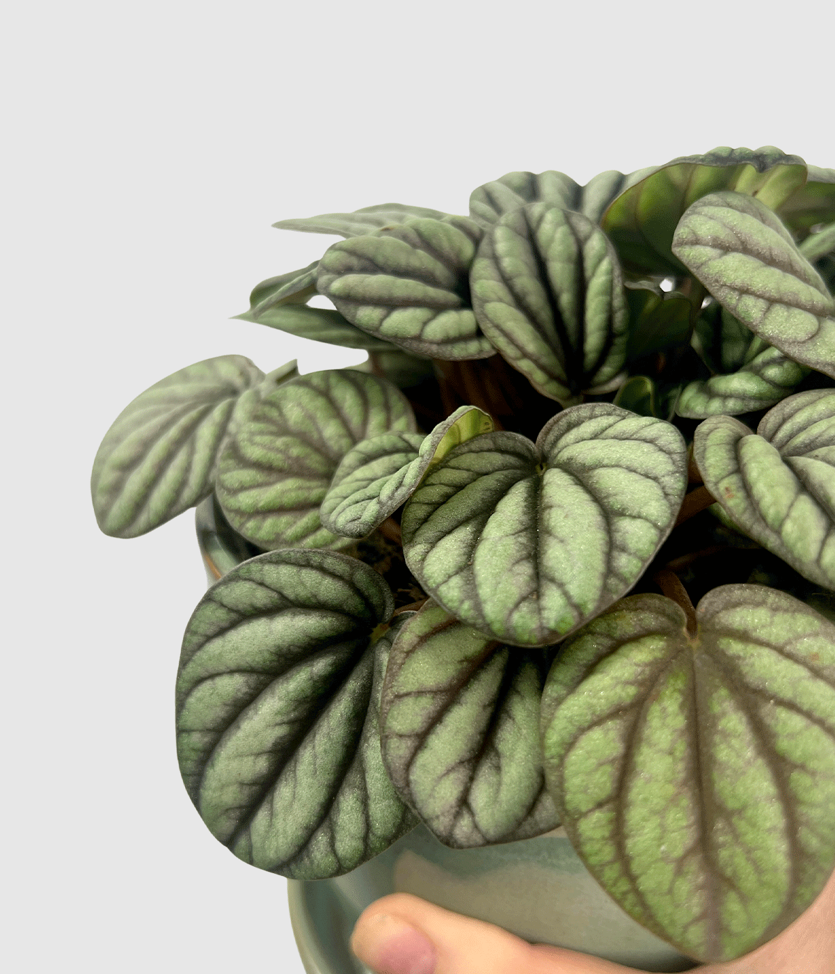Peperomia mystic