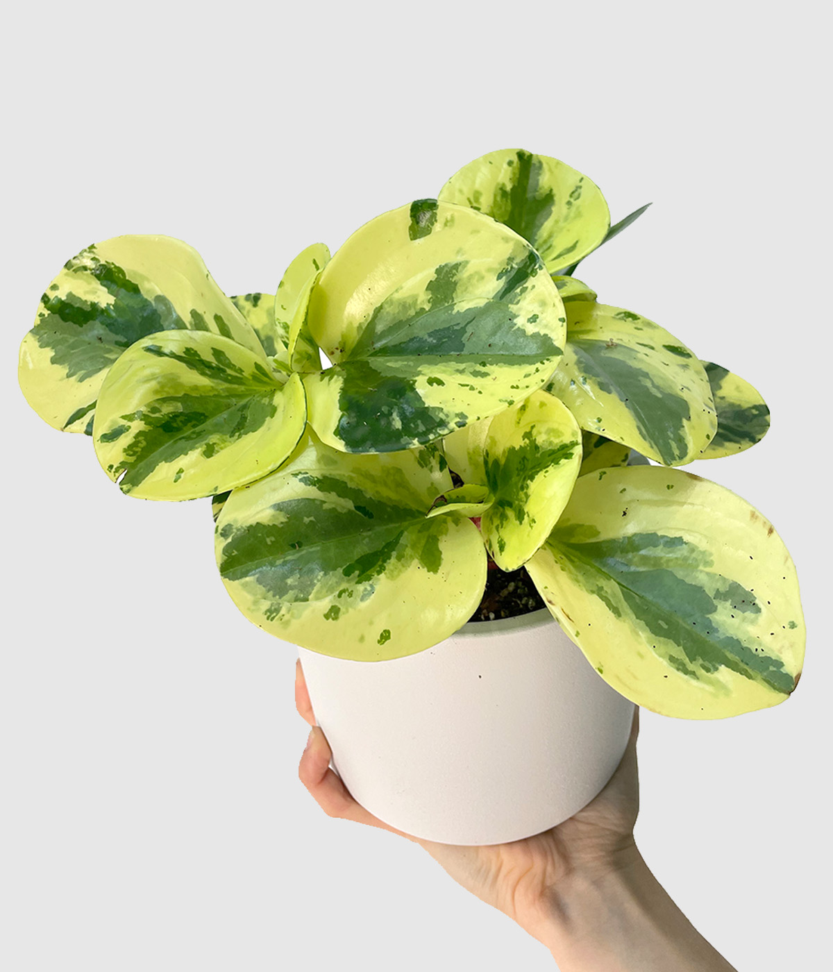 Peperomia obtusifolia green gold3