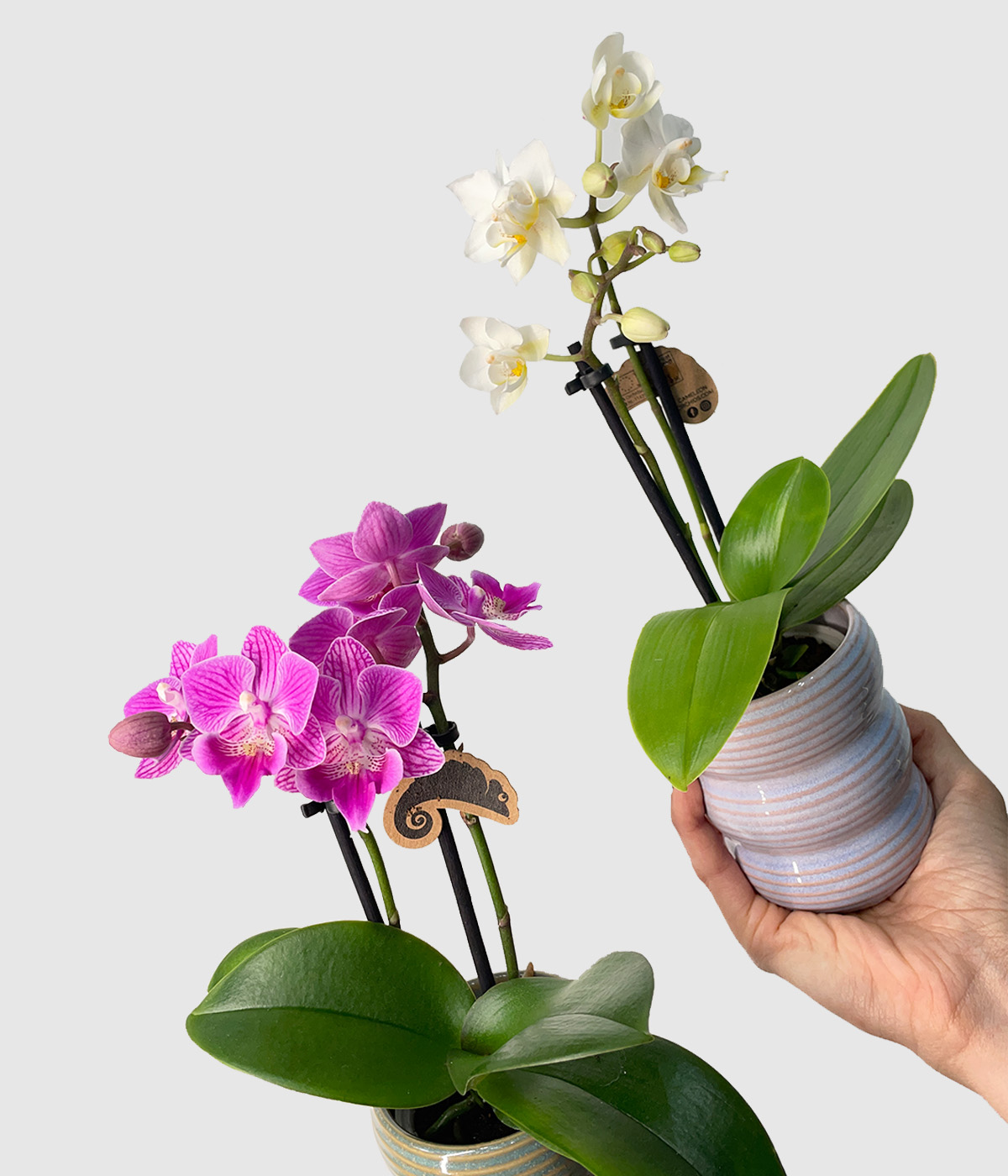 Phalenopsis orhideje mix