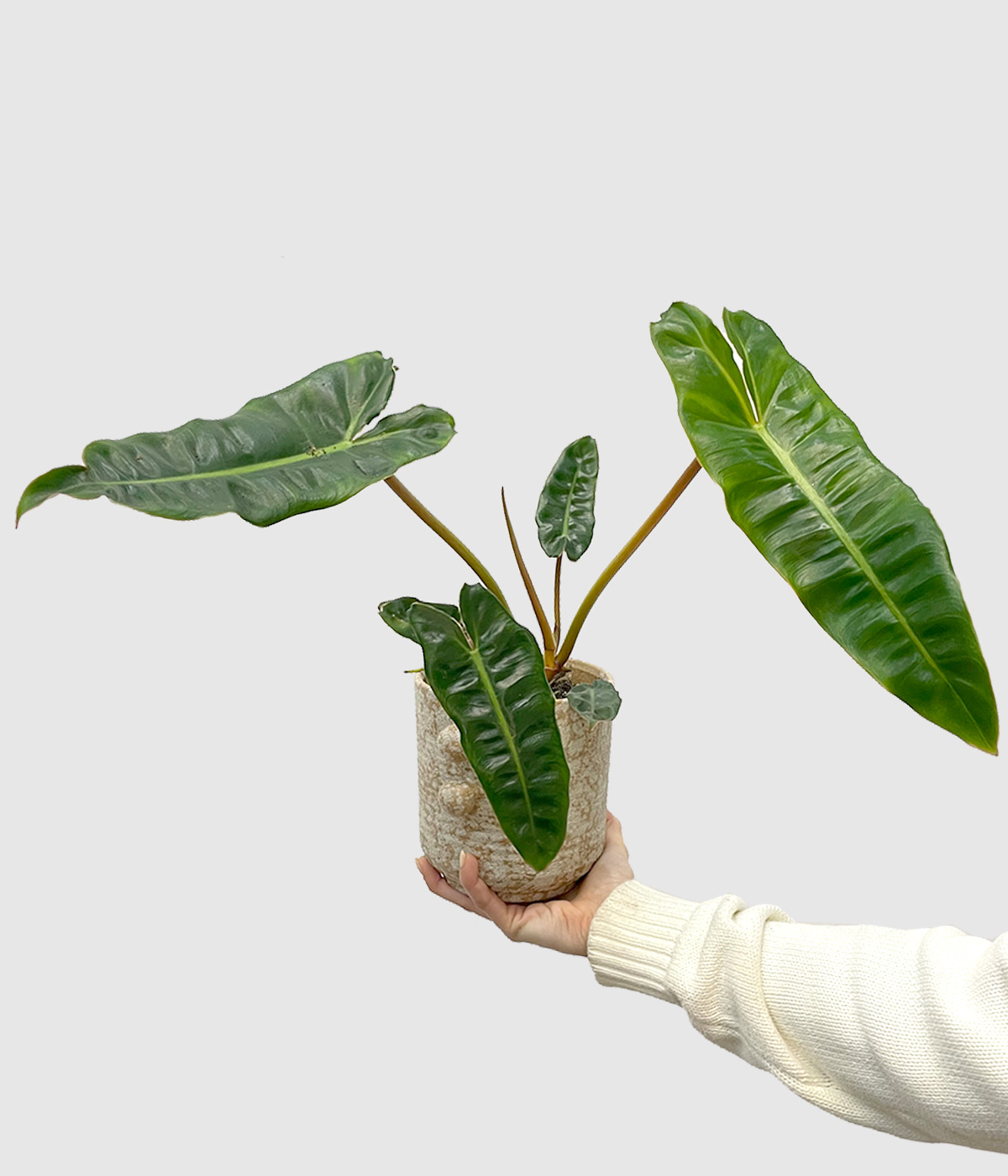 Philodendron billietiae
