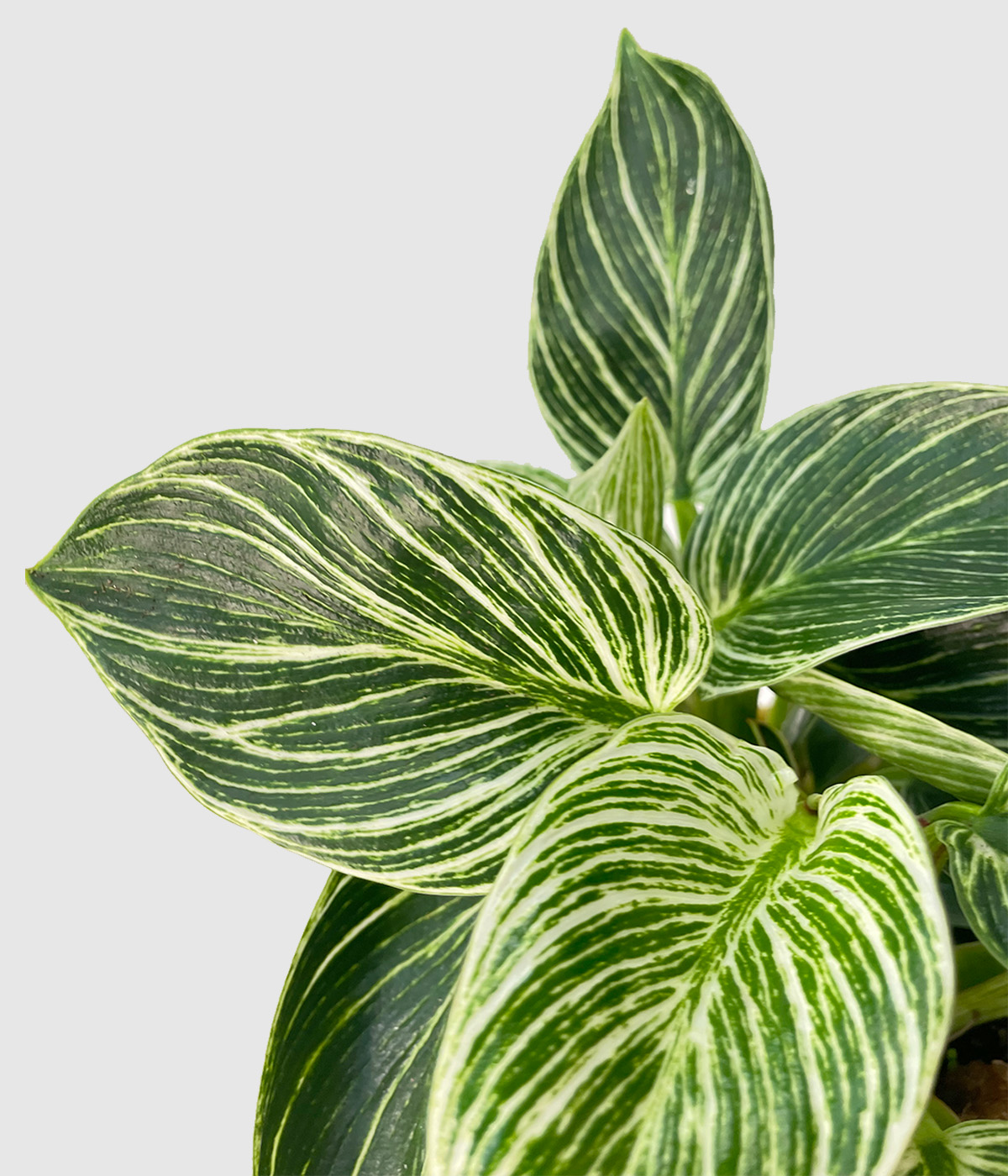 Philodendron birkin