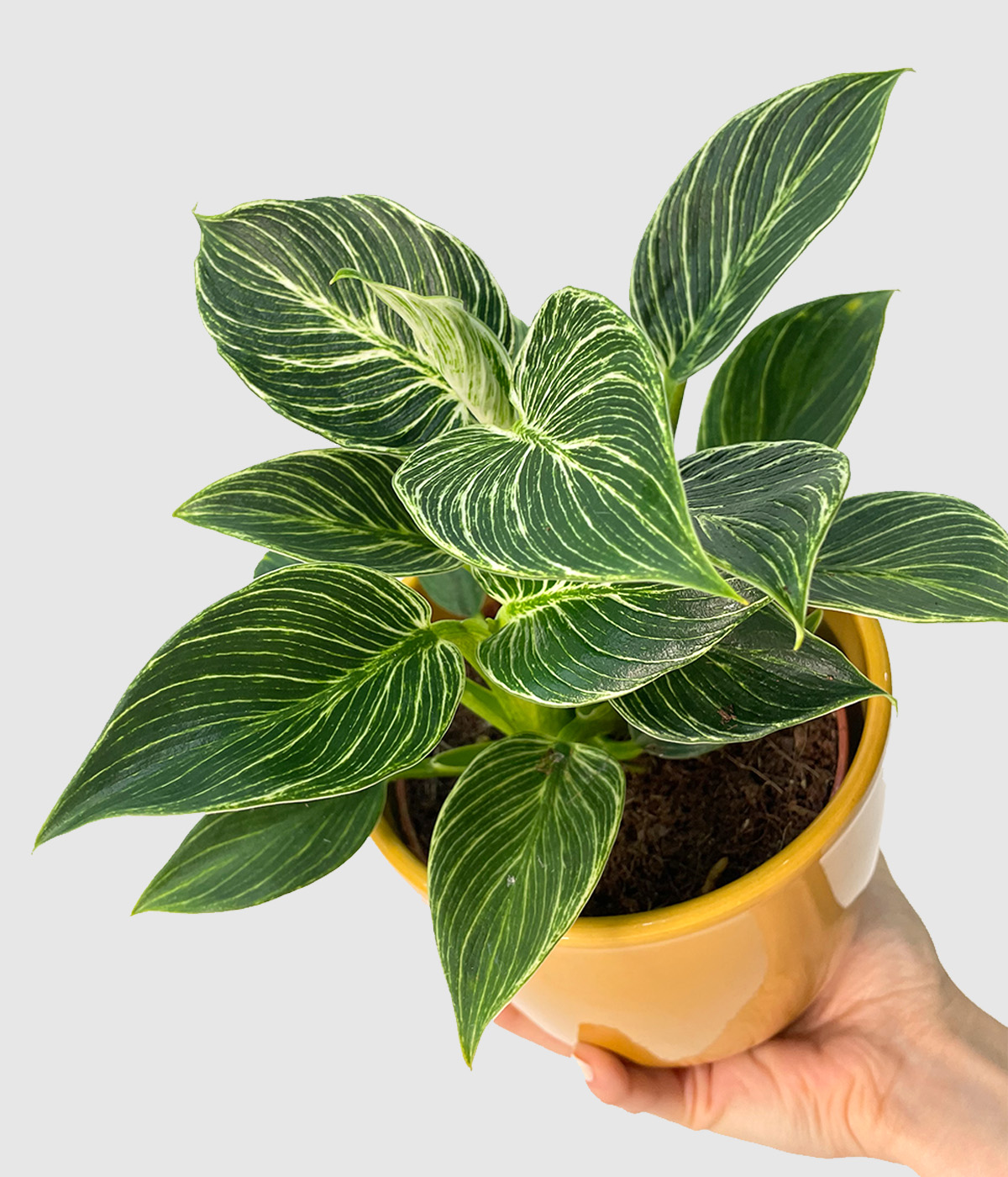 Philodendron birkin2