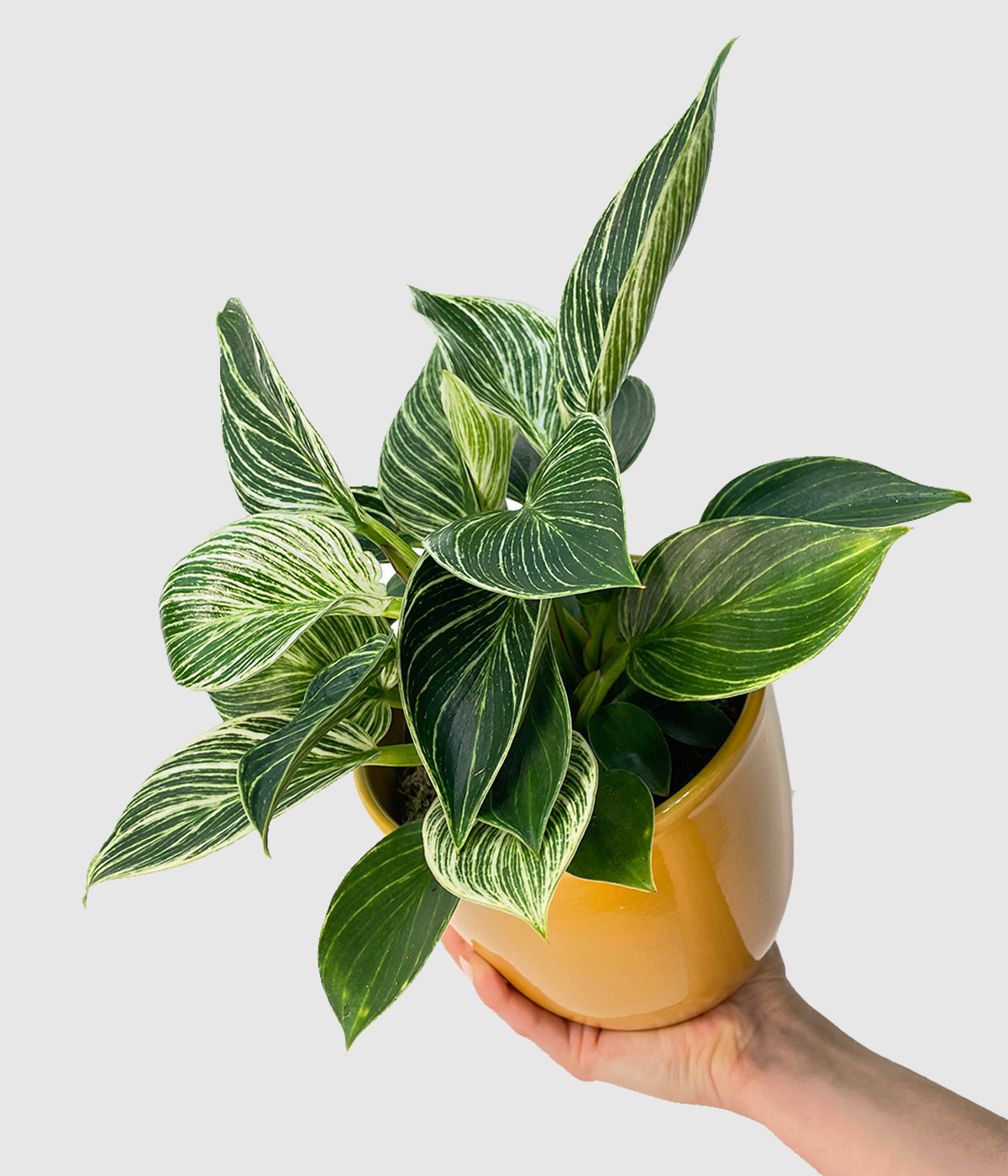 Philodendron birkin3
