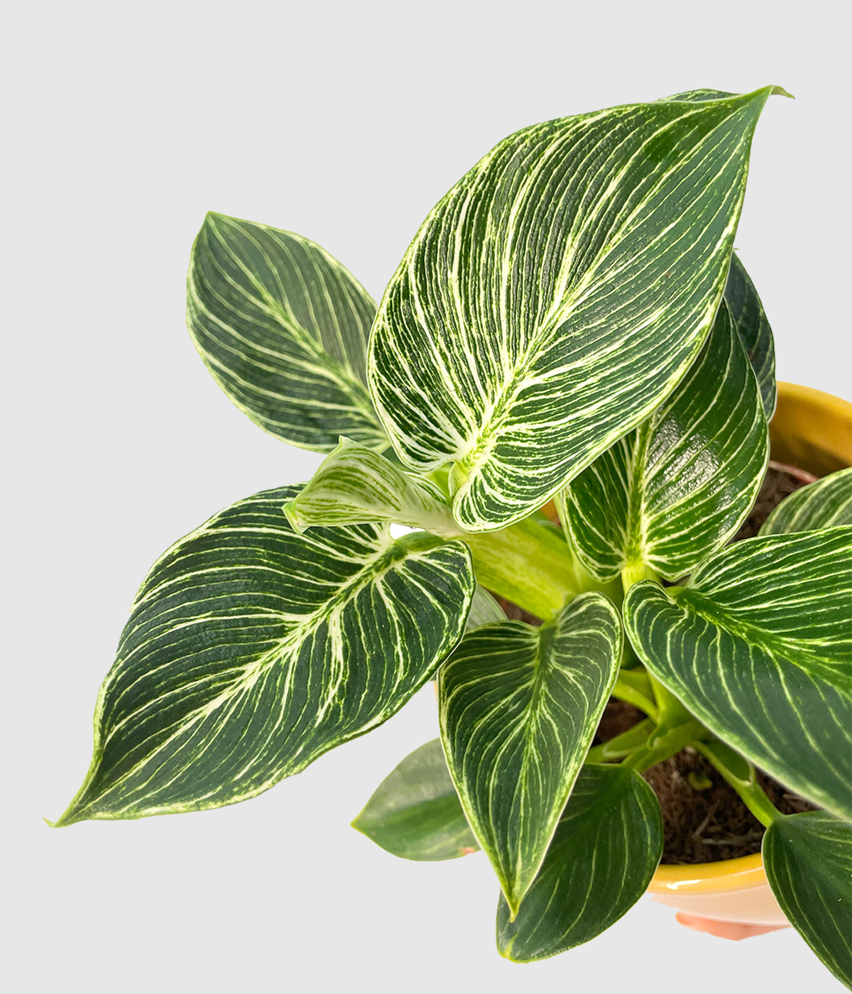 Philodendron birkin5