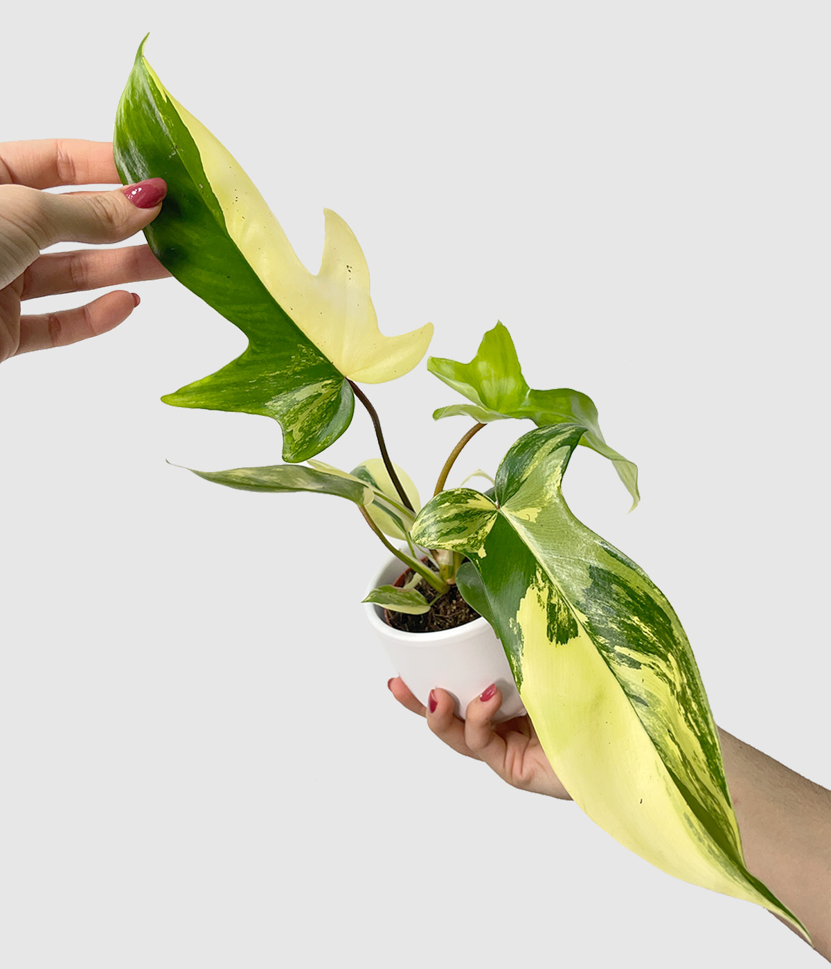 Philodendron florida beauty