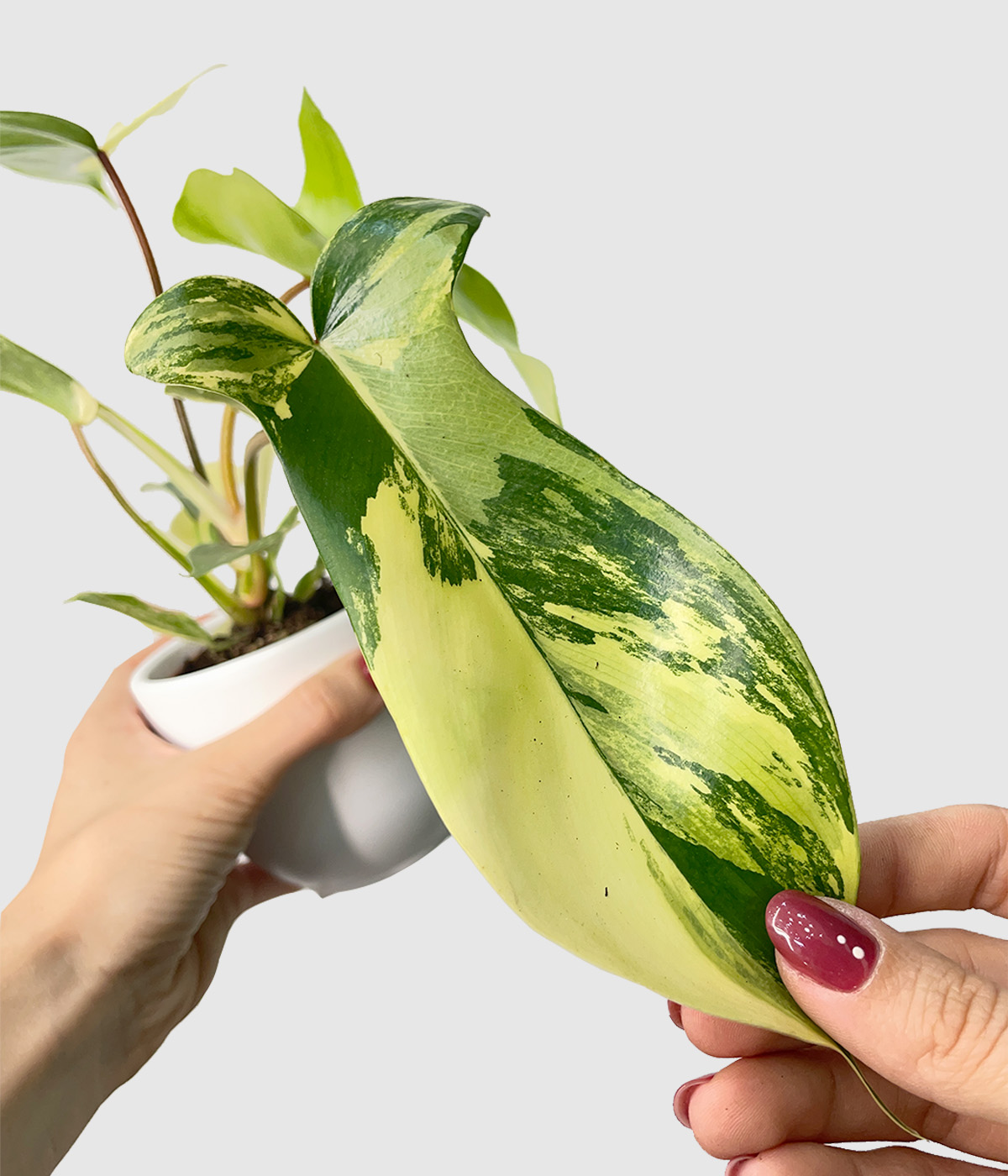 Philodendron florida beauty4