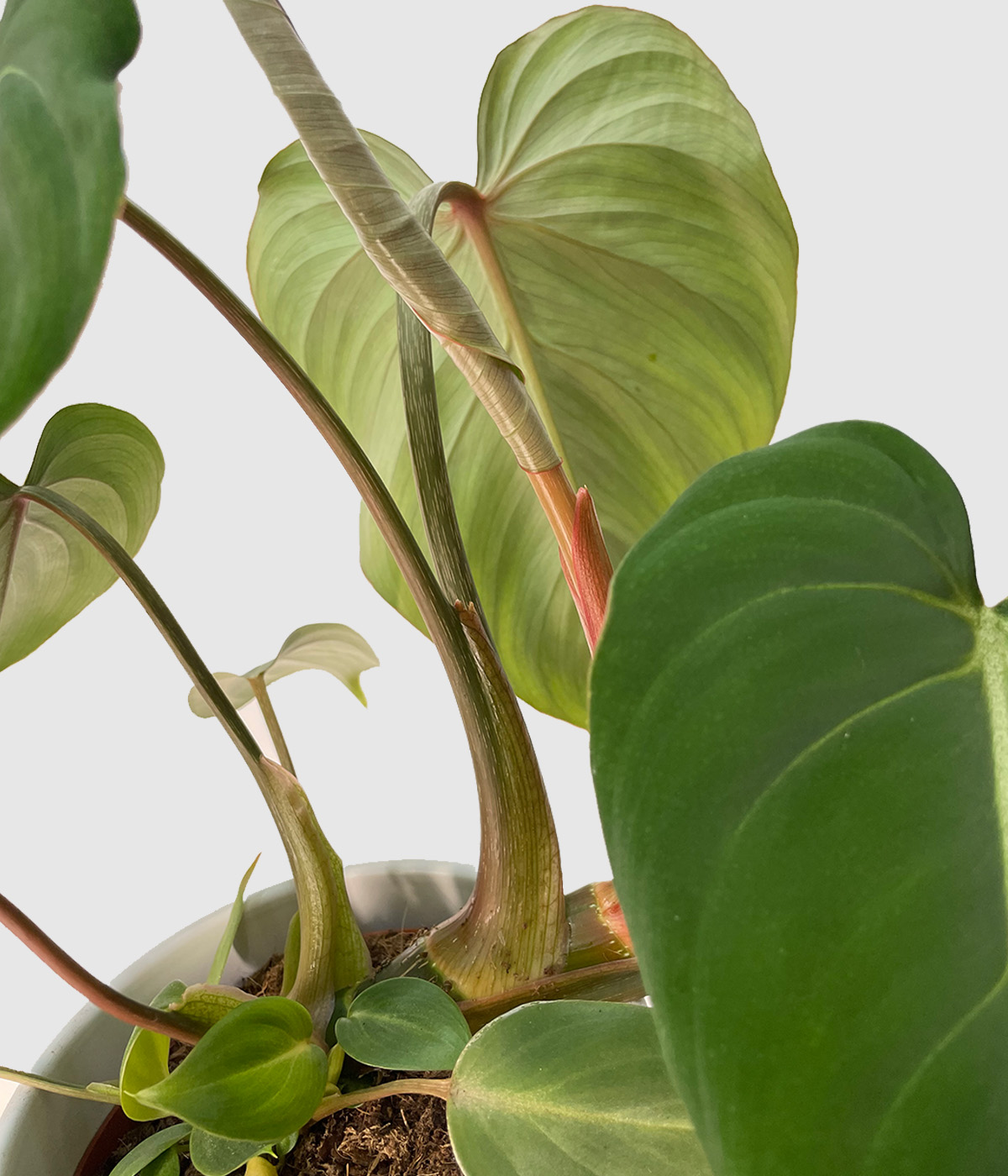 Philodendron gloriosum