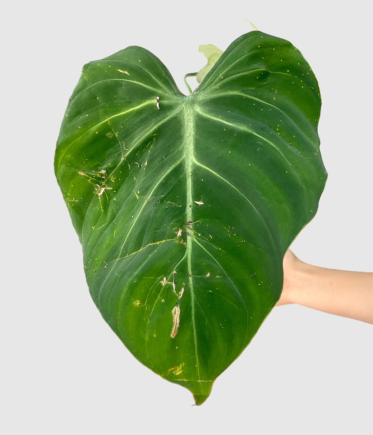 Philodendron gloriosum zalosten