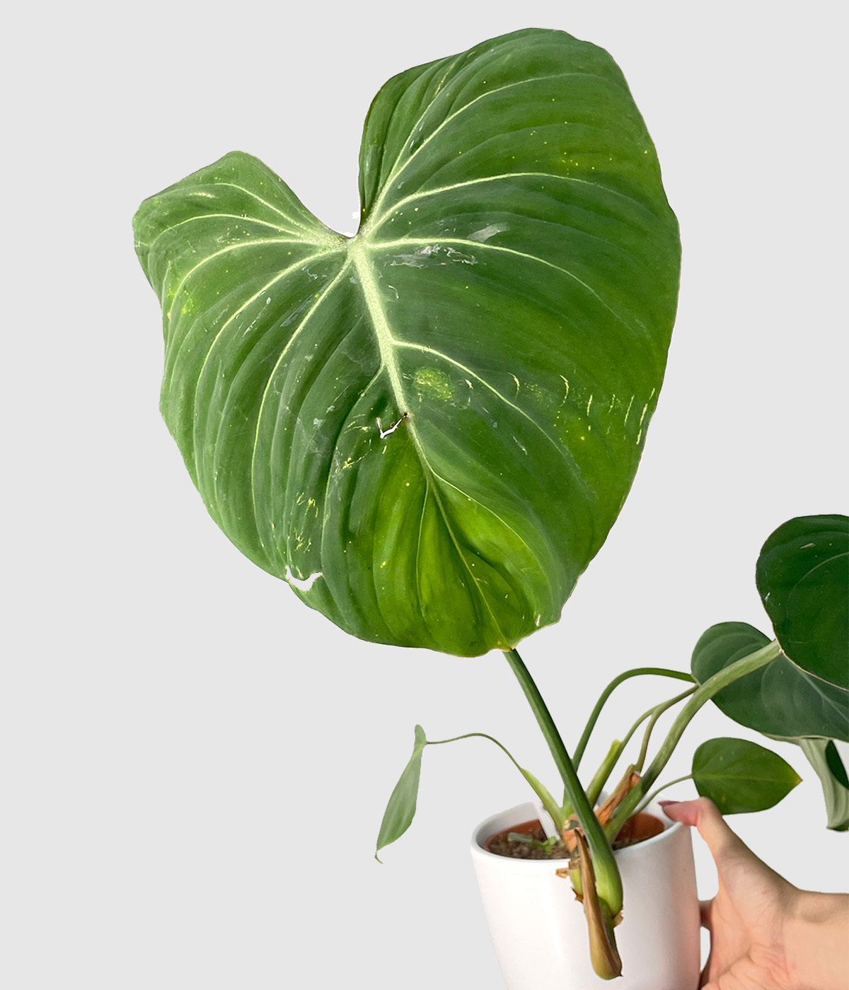 Philodendron gloriosum zalosten2