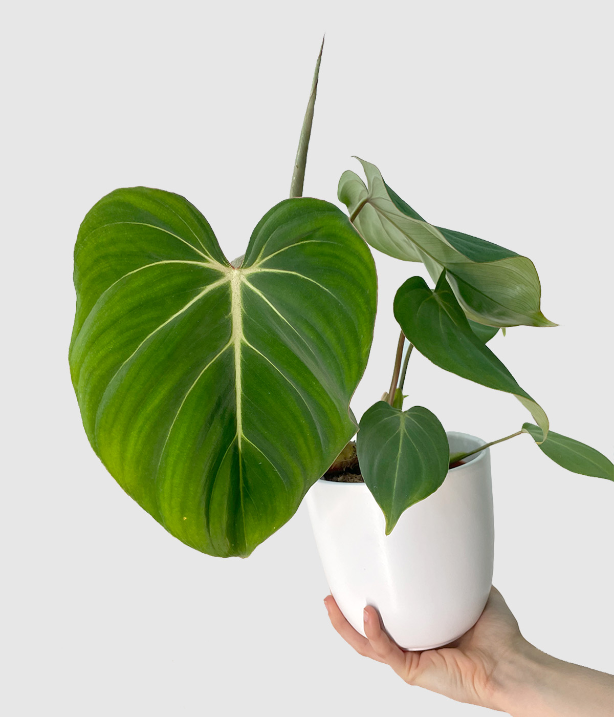 Philodendron gloriosum2