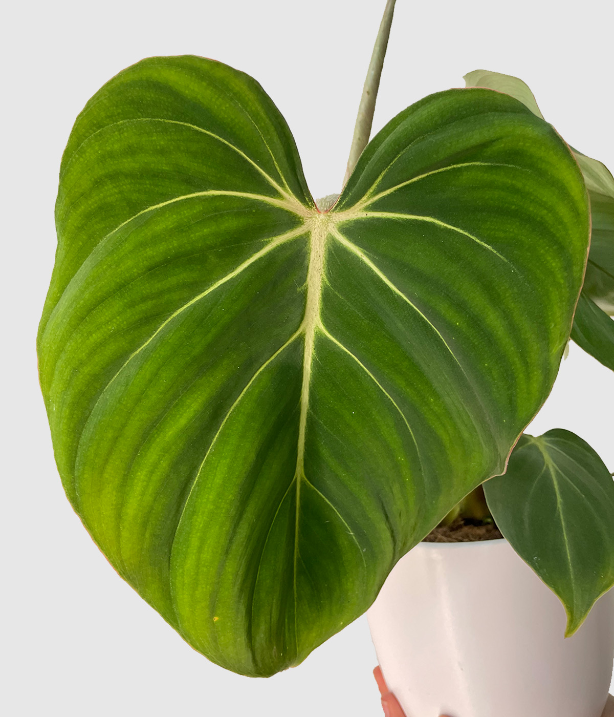 Philodendron gloriosum3