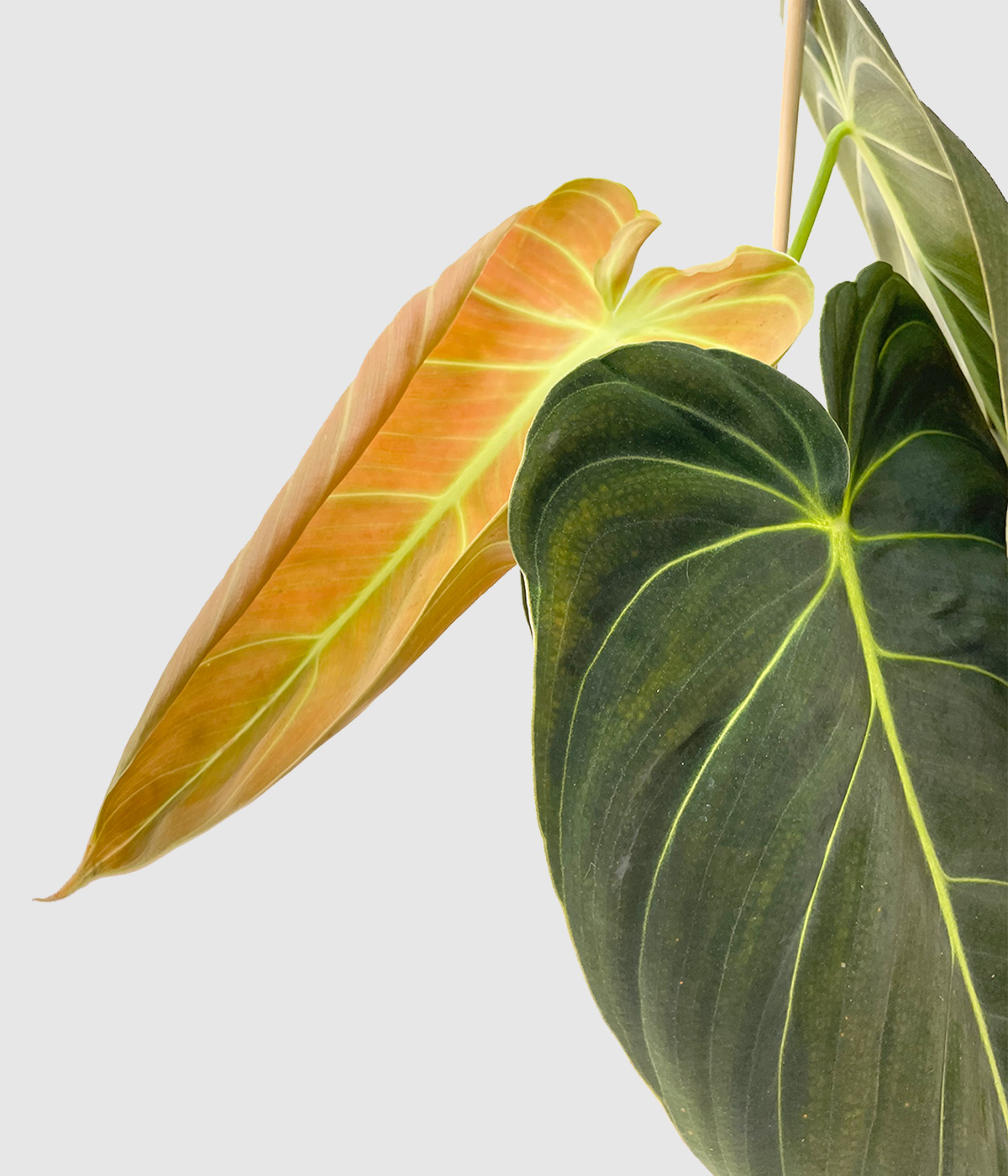 Philodendron melanocrysum