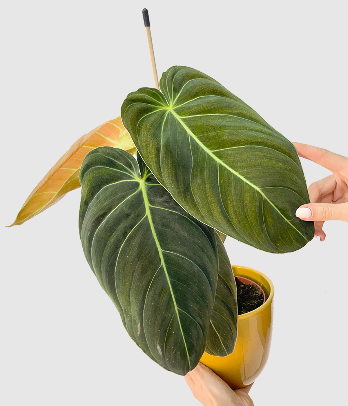 Philodendron melanocrysum2
