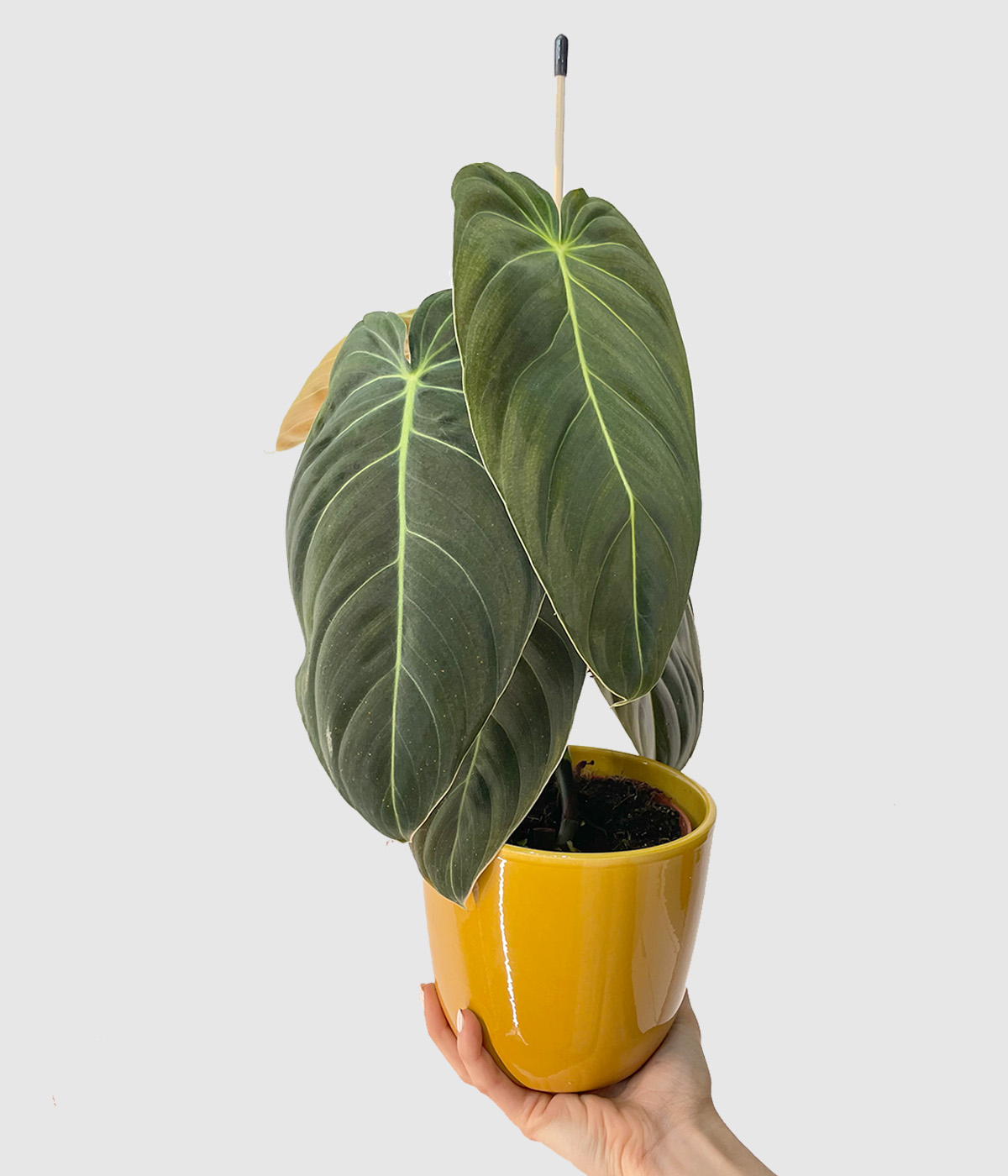 Philodendron melanocrysum3