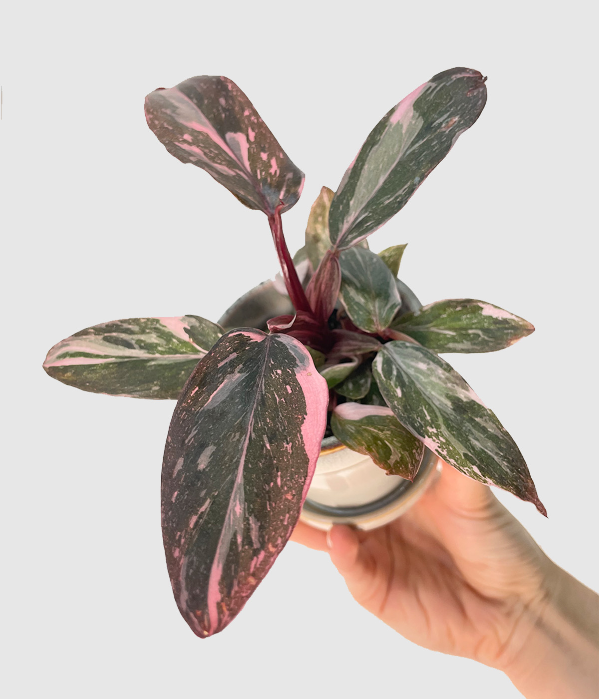 Philodendron pink princess marble