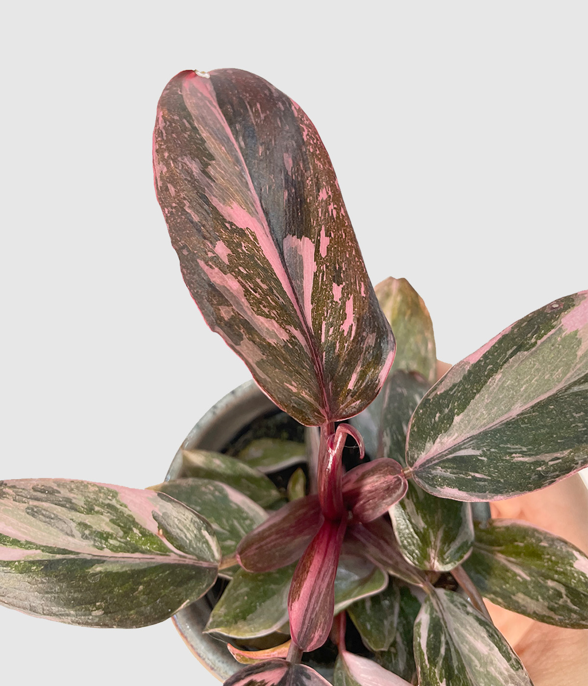 Philodendron pink princess marble2